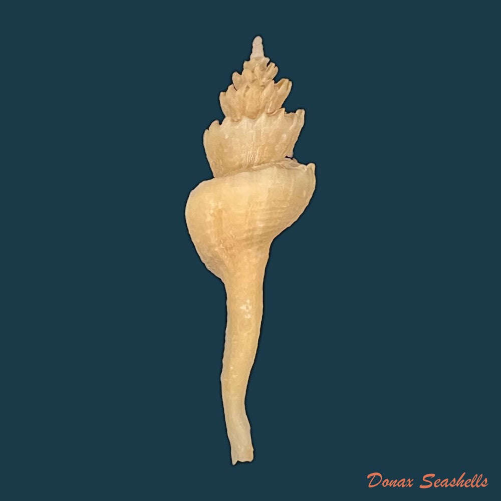 copia-de-coronium-elegans-simone-1996-66-7mm