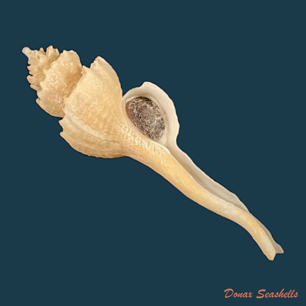 copia-de-coronium-elegans-simone-1996-66-7mm