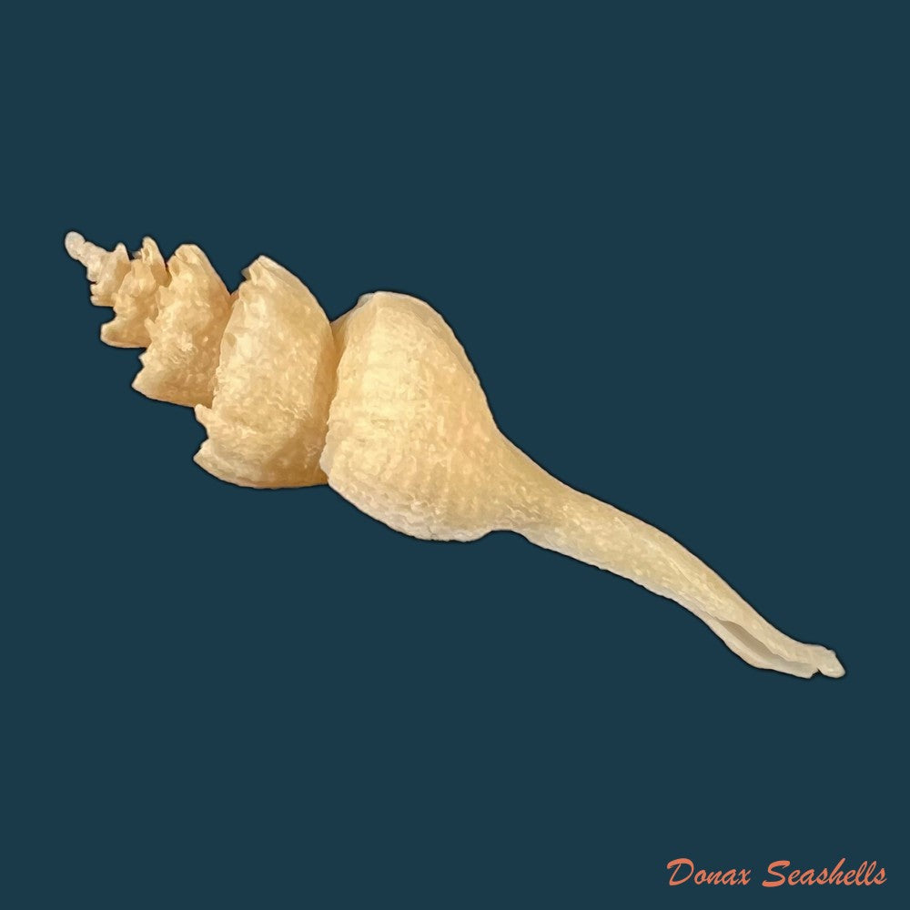 copia-de-coronium-elegans-simone-1996-66-7mm