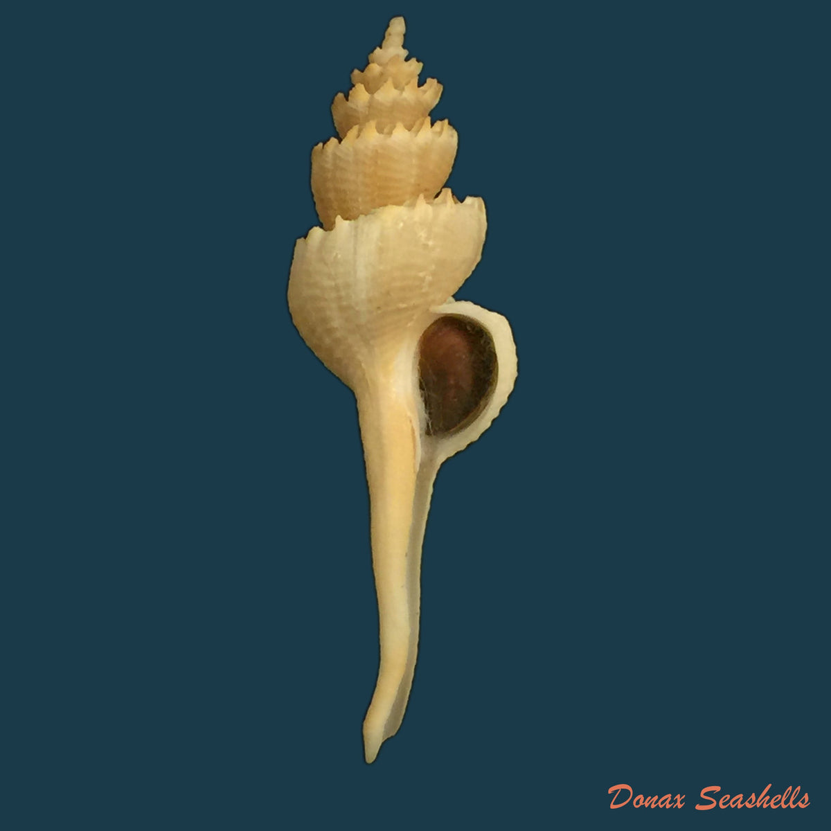 copia-de-coronium-elegans-simone-1996