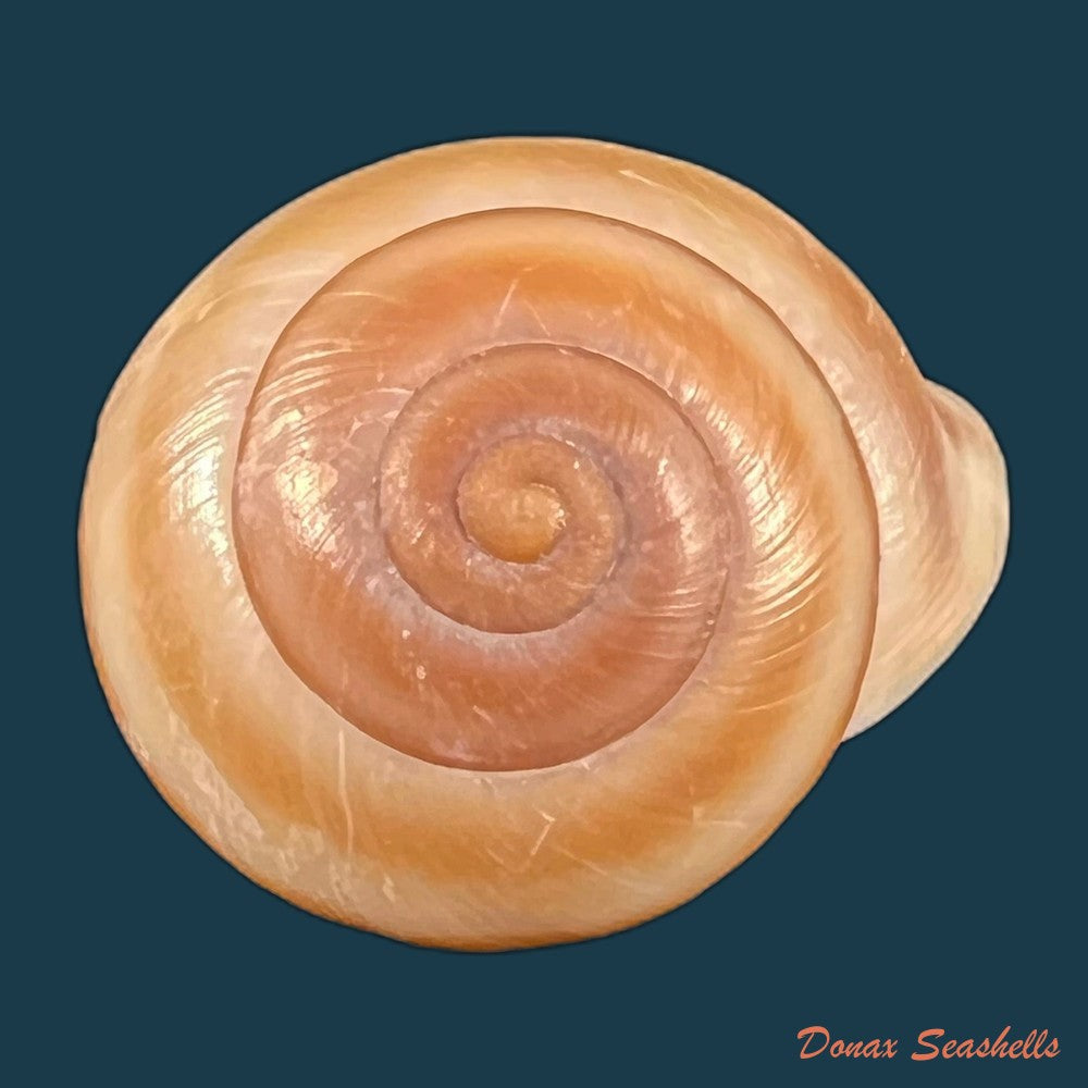 copia-de-coryda-alauda-quinonesi-clench-aguayo-1950-18-6mm