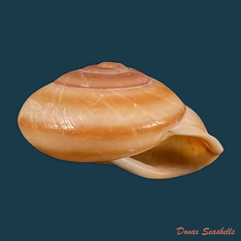 copia-de-coryda-alauda-quinonesi-clench-aguayo-1950-18-6mm