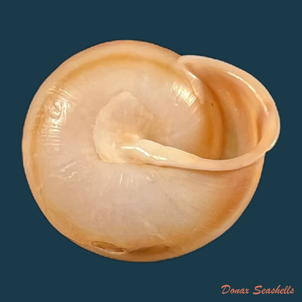 copia-de-coryda-alauda-quinonesi-clench-aguayo-1950-18-6mm