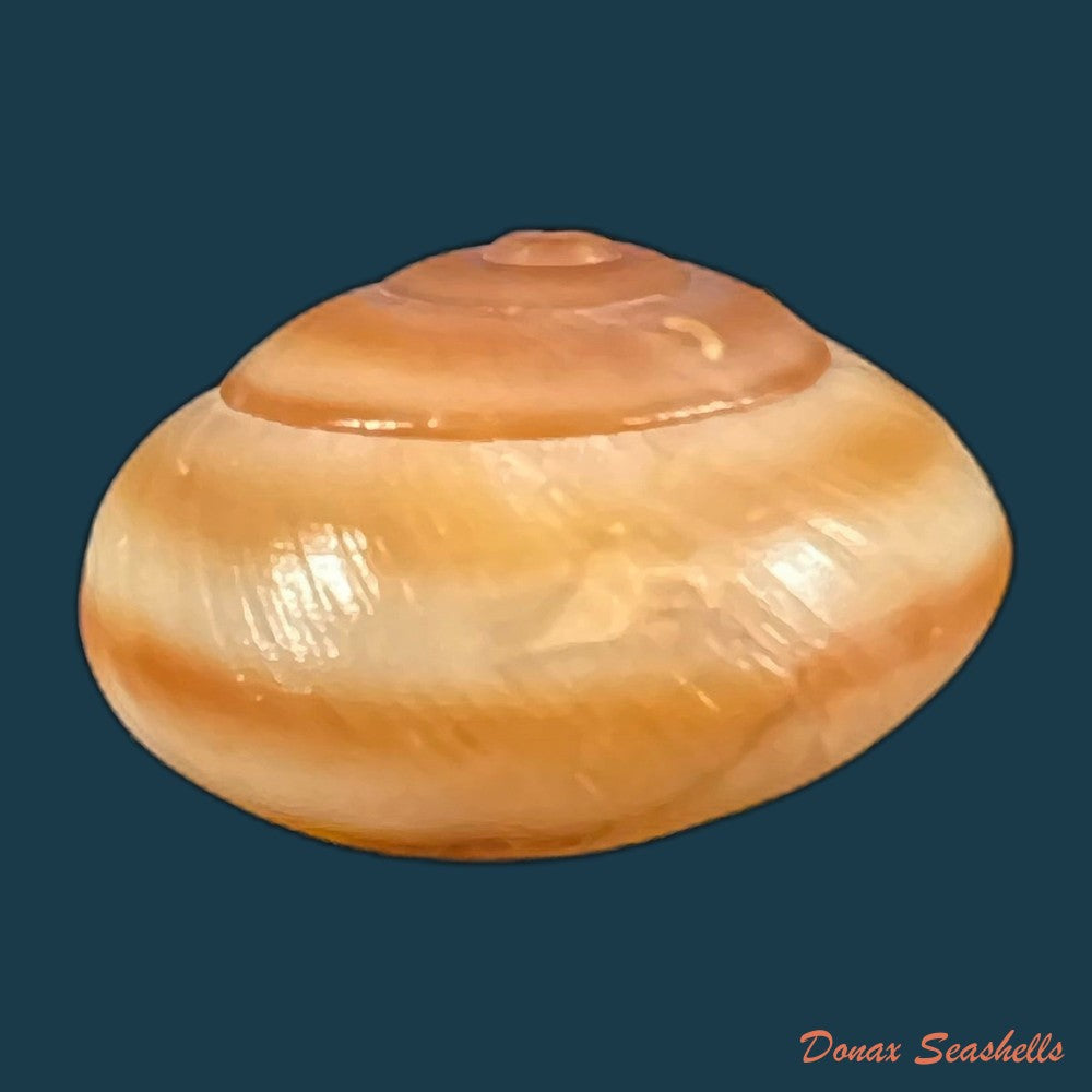 copia-de-coryda-alauda-quinonesi-clench-aguayo-1950-18-6mm