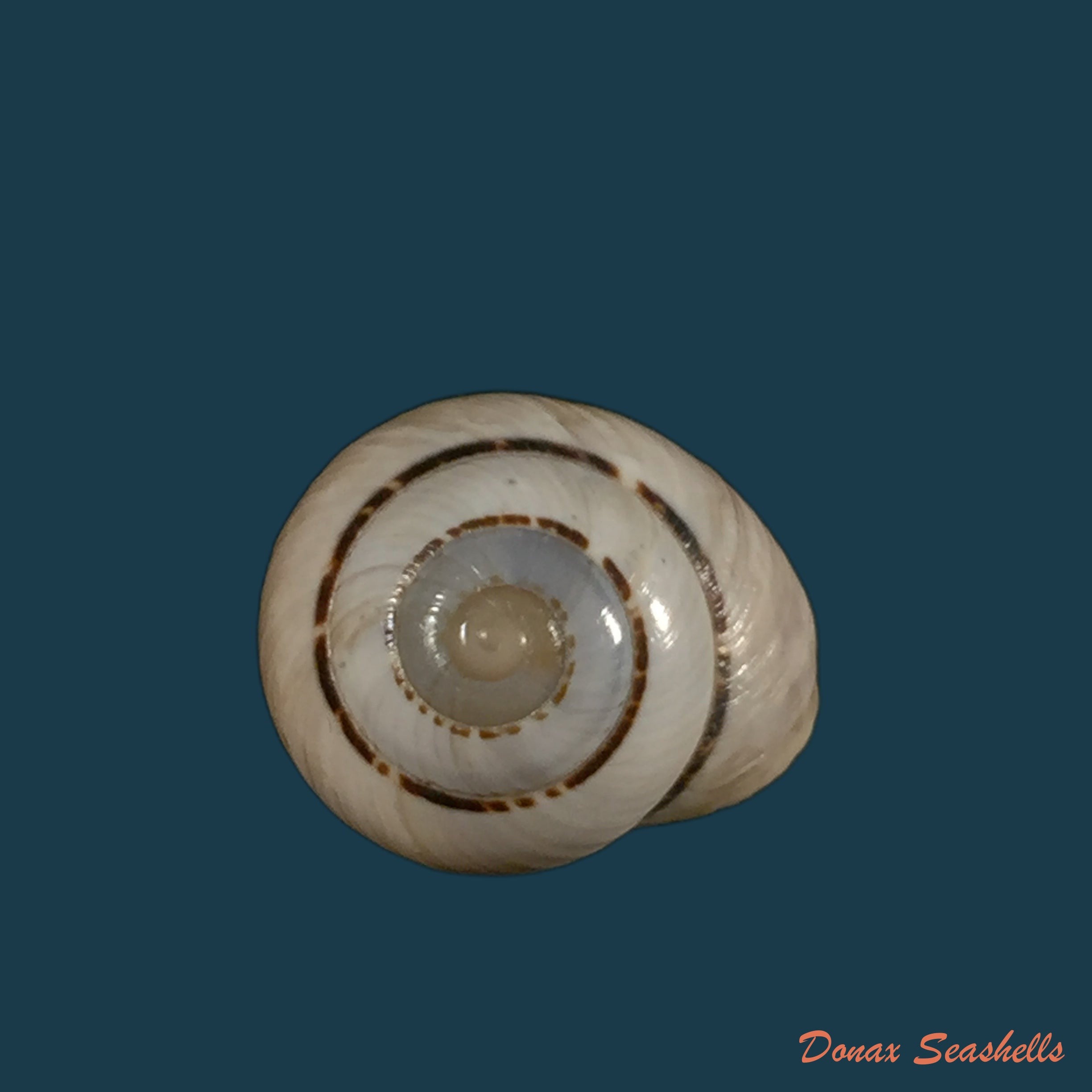 copia-de-coryda-alauda-quinonesi-clench-aguayo-1950-19mm-1