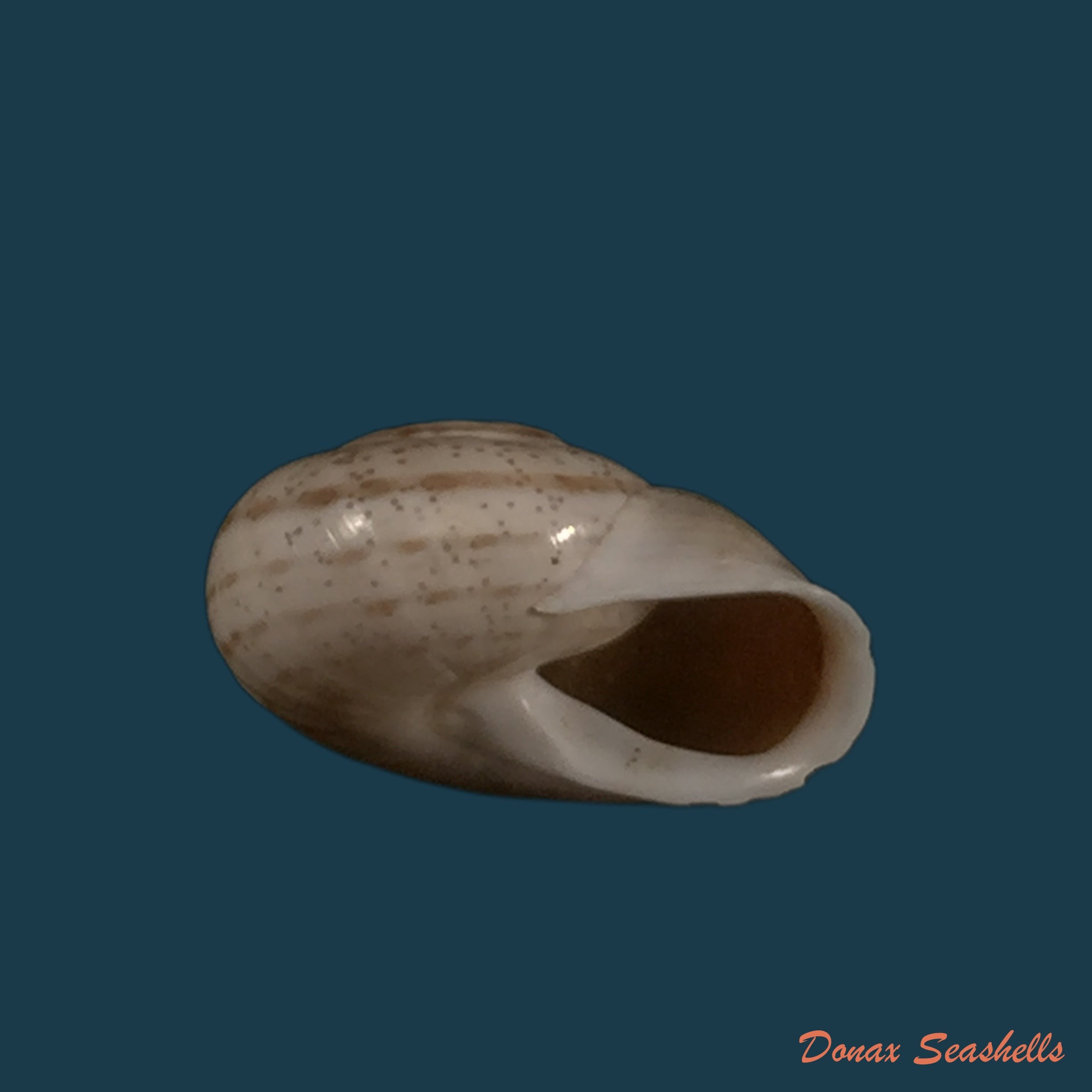 copia-de-coryda-alauda-quinonesi-clench-aguayo-1950-19mm