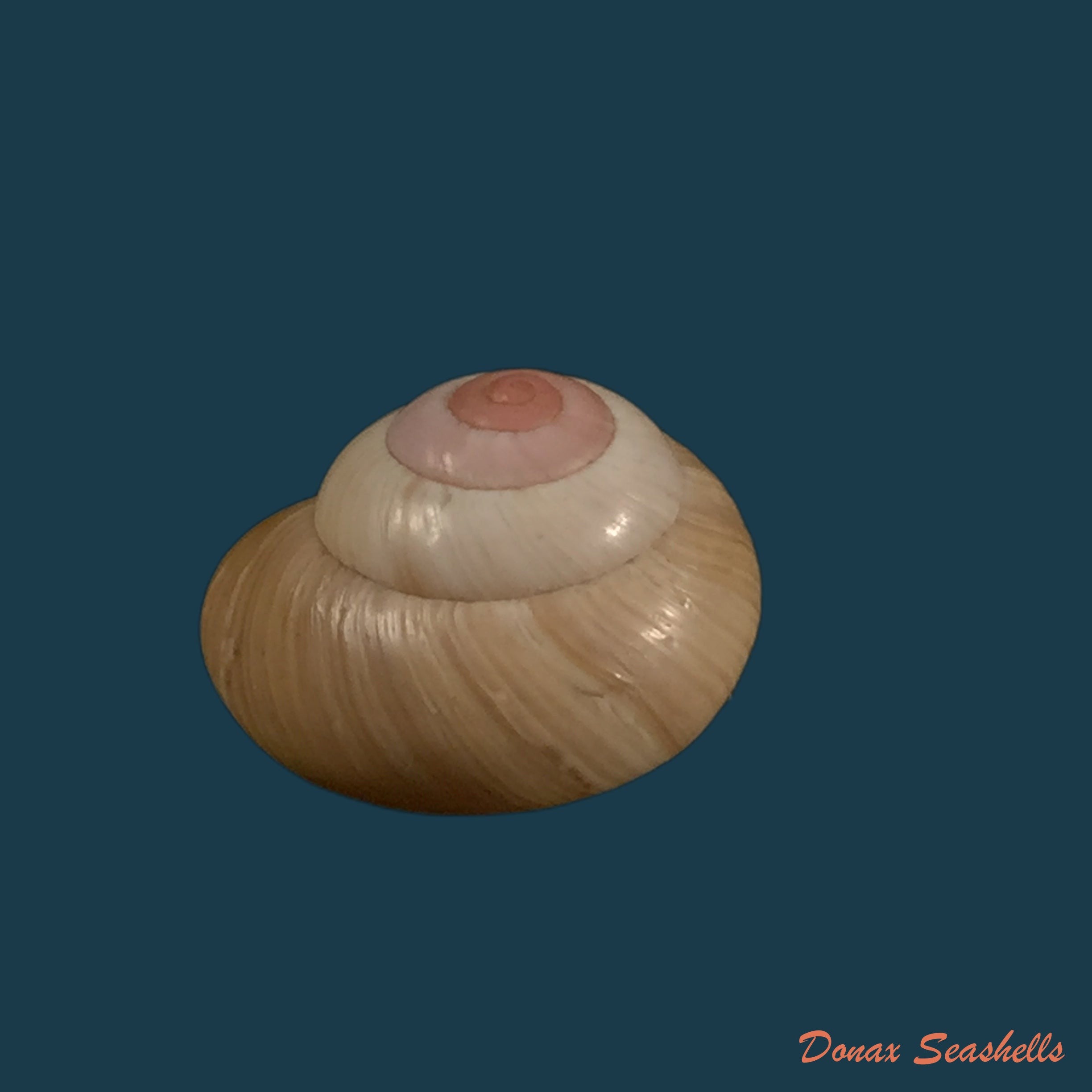 copia-de-coryda-ovemreguli-lea-1934-19-3mm