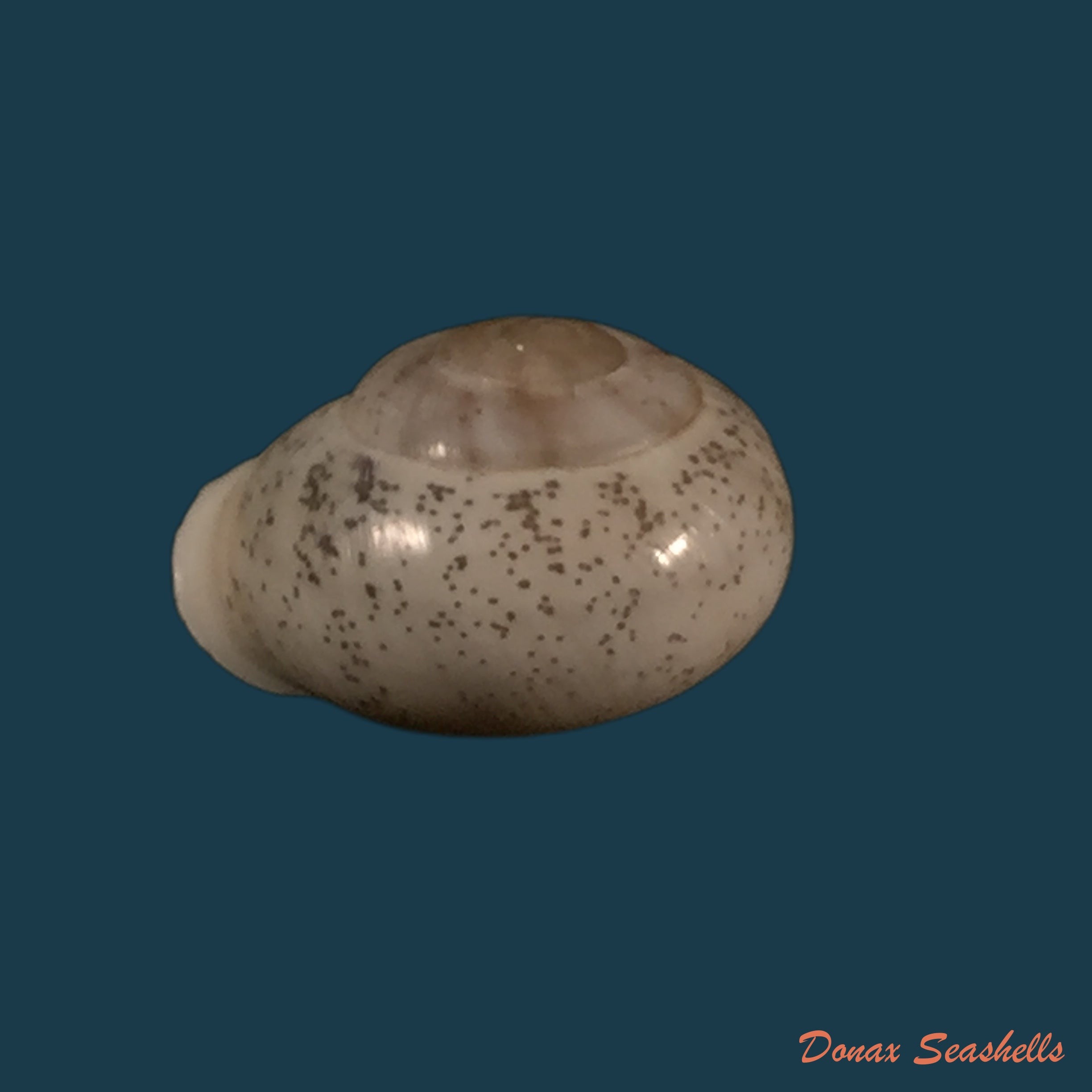 copia-de-coryda-ovemreguli-lea-1934-20-1mm