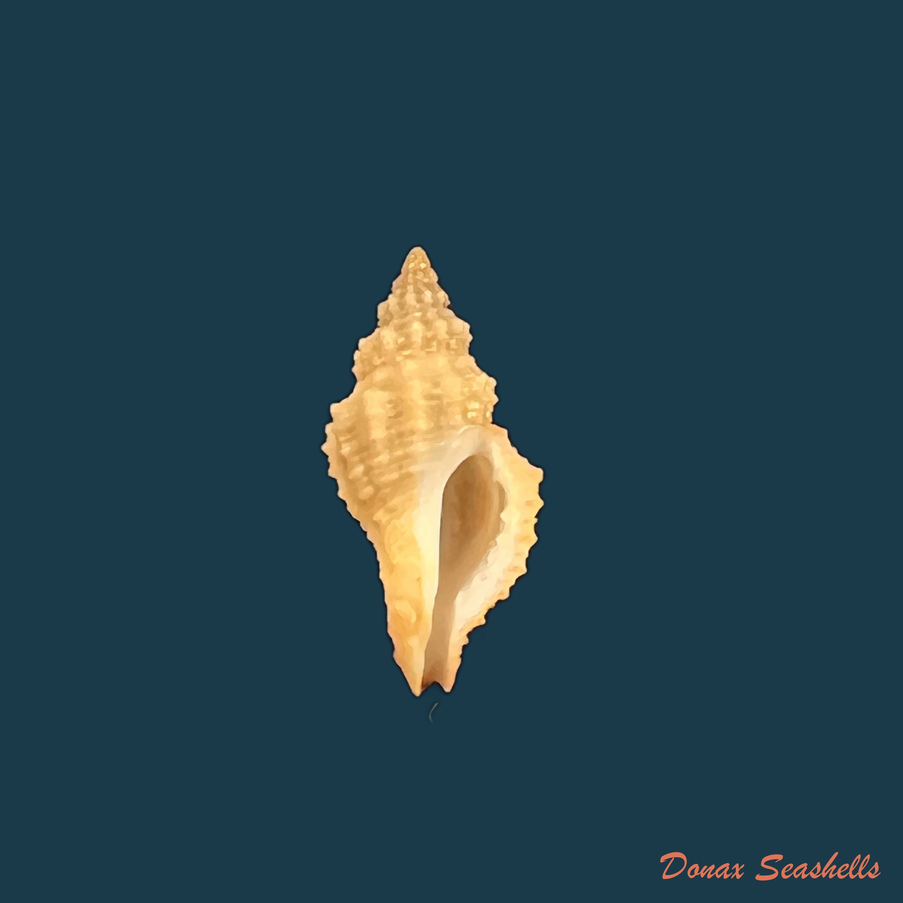 copia-de-crassilabrum-crassilabrum-g-b-sowerby-ii-1834-25-4mm