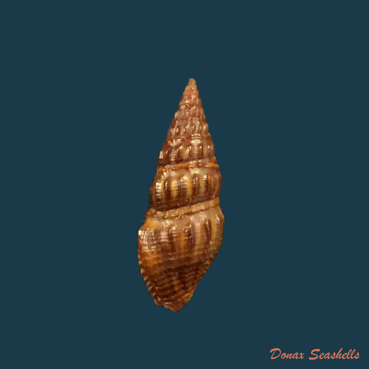 copia-de-crassispira-fuscescens-reeve-1843-17-4mm