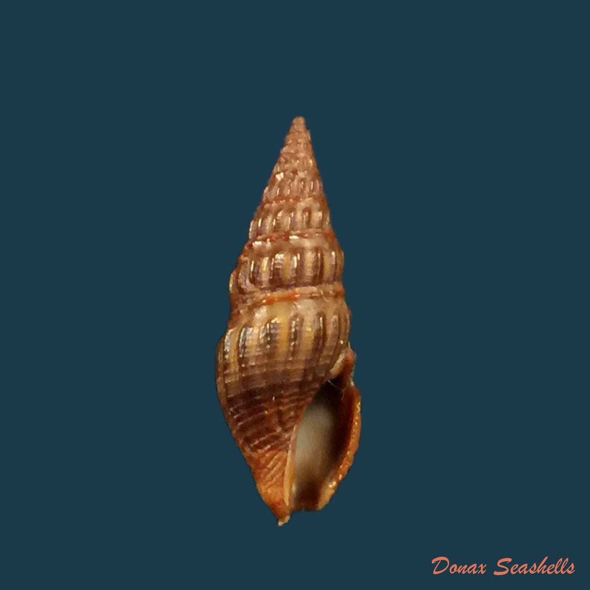 copia-de-crassispira-fuscescens-reeve-1843-17-4mm