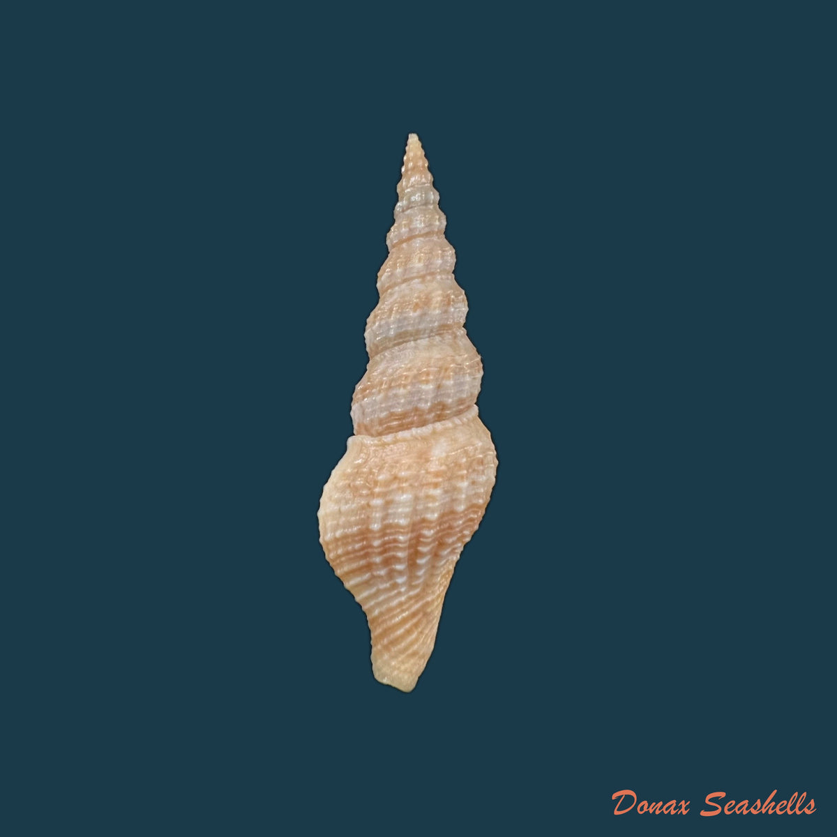 copia-de-crassispira-fuscescens-reeve-1843-17-7mm