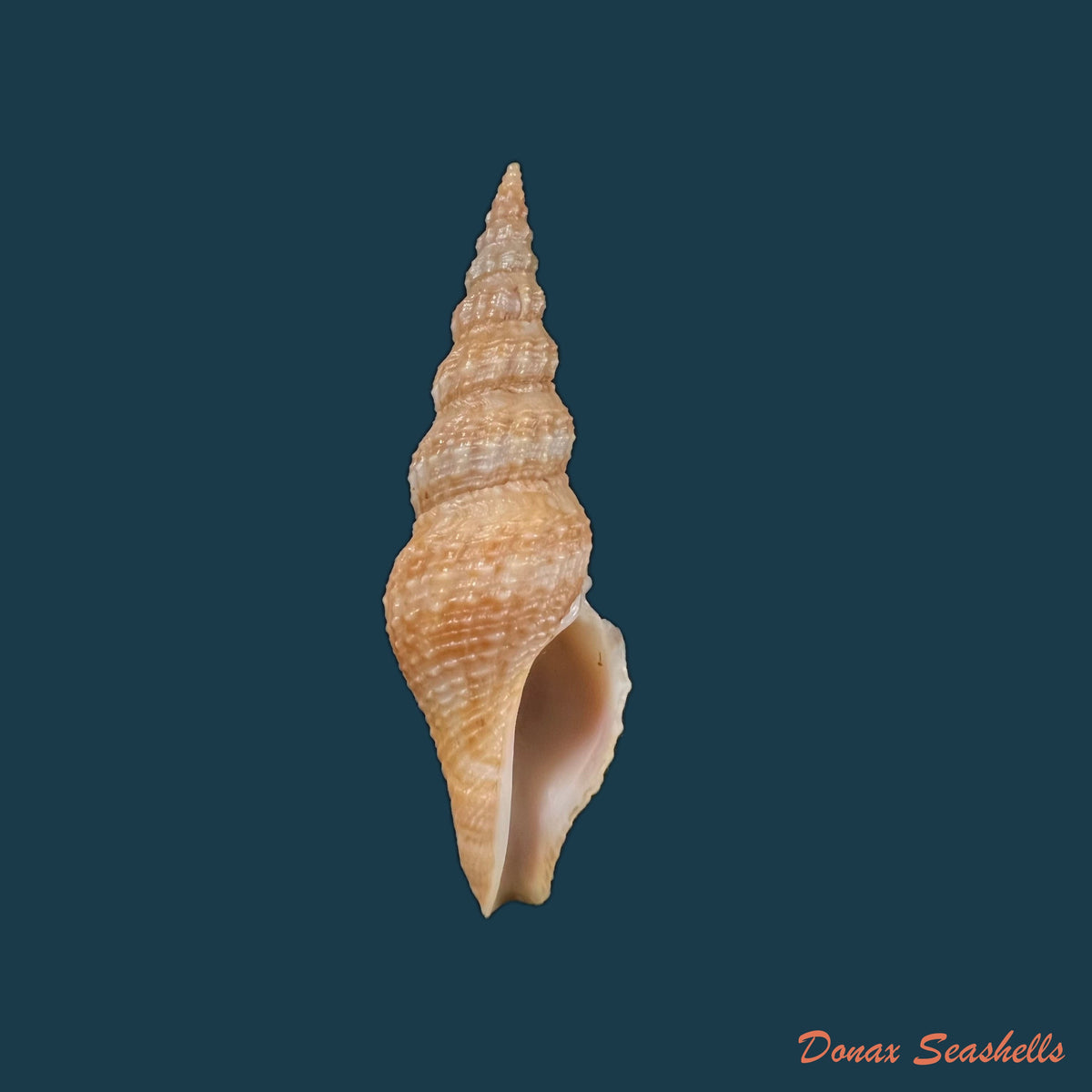 copia-de-crassispira-fuscescens-reeve-1843-17-7mm