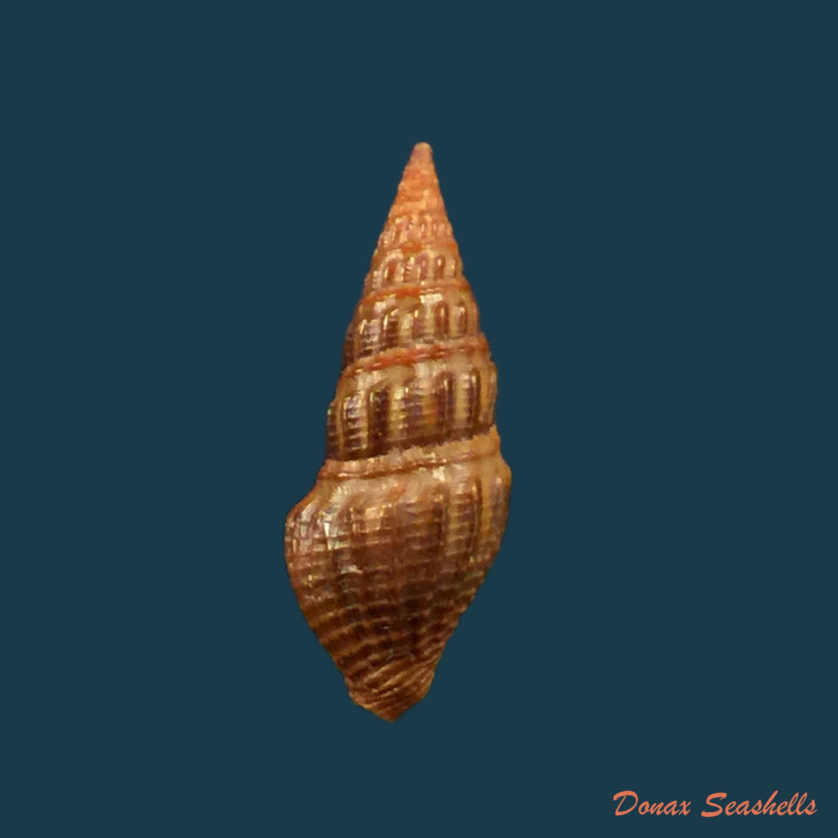 copia-de-crassispira-fuscescens-reeve-1843-18mm-1