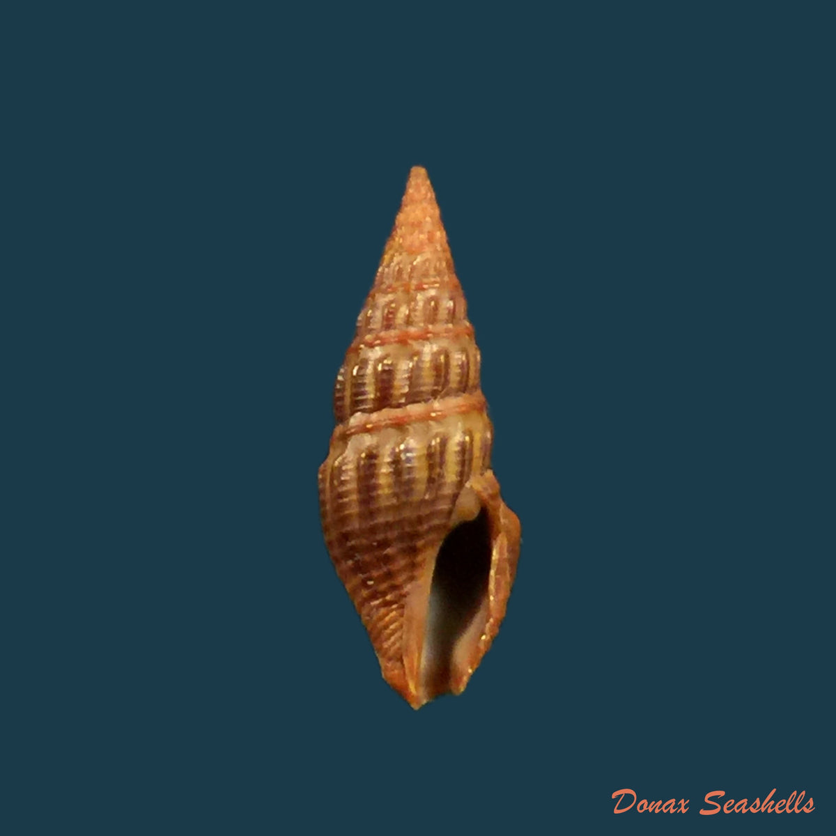 copia-de-crassispira-fuscescens-reeve-1843-18mm-1