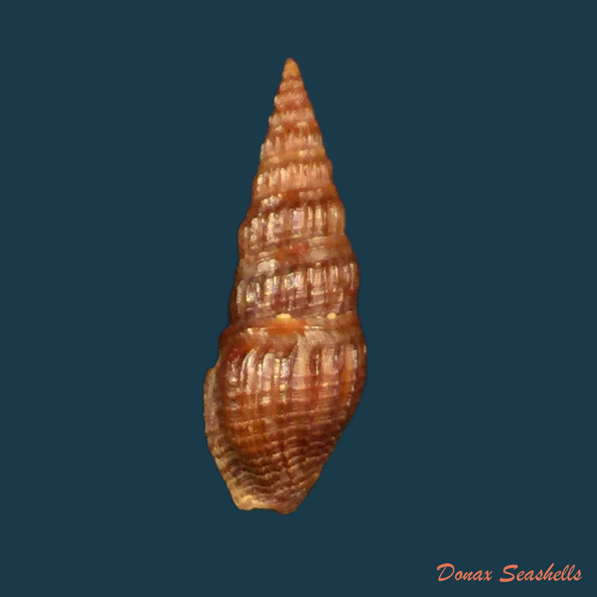 copia-de-crassispira-fuscescens-reeve-1843-20mm