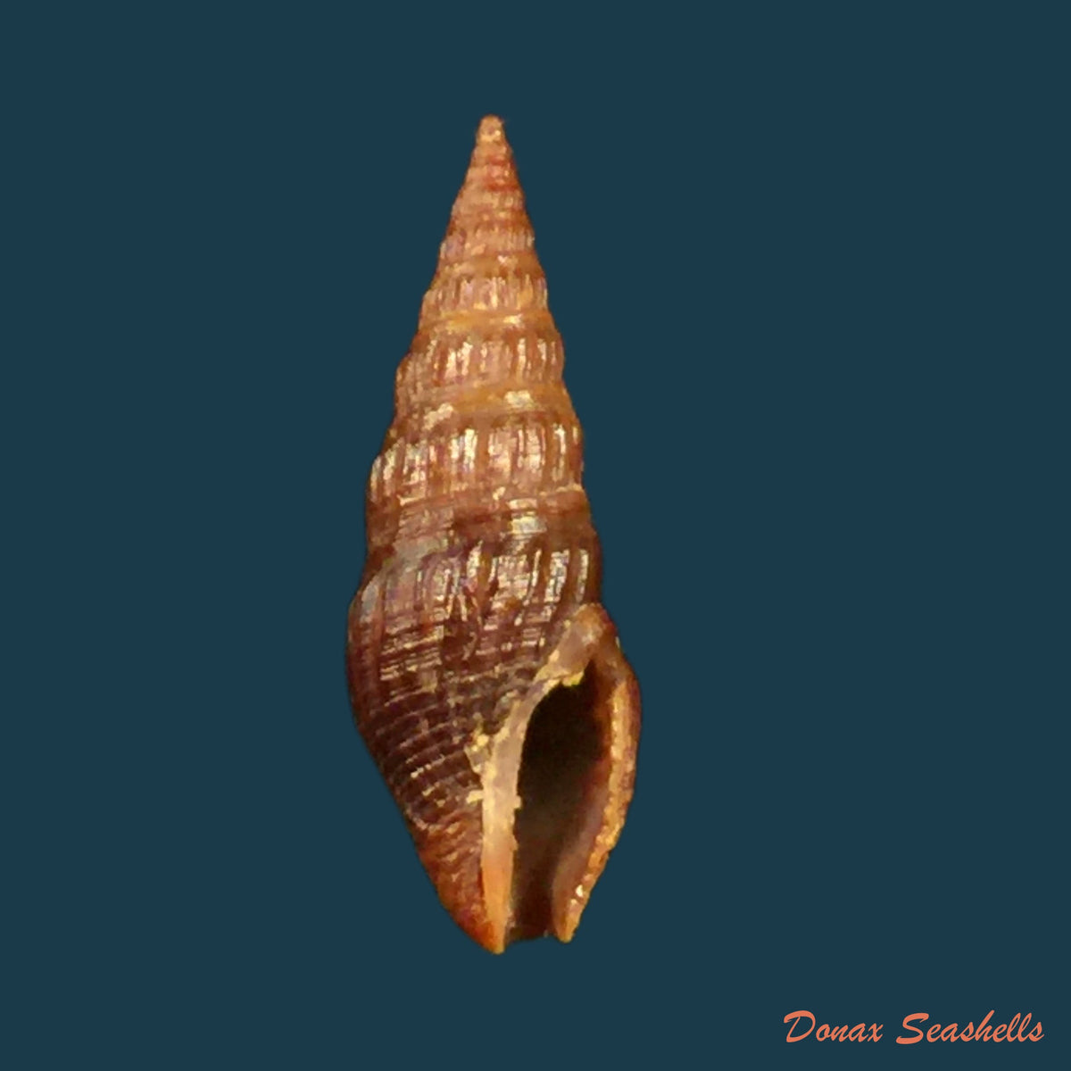 copia-de-crassispira-fuscescens-reeve-1843-20mm