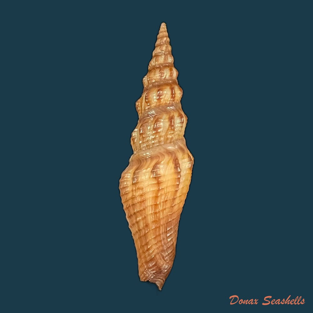 copia-de-crassispira-maura-sowerby-1834-69-9mm-1