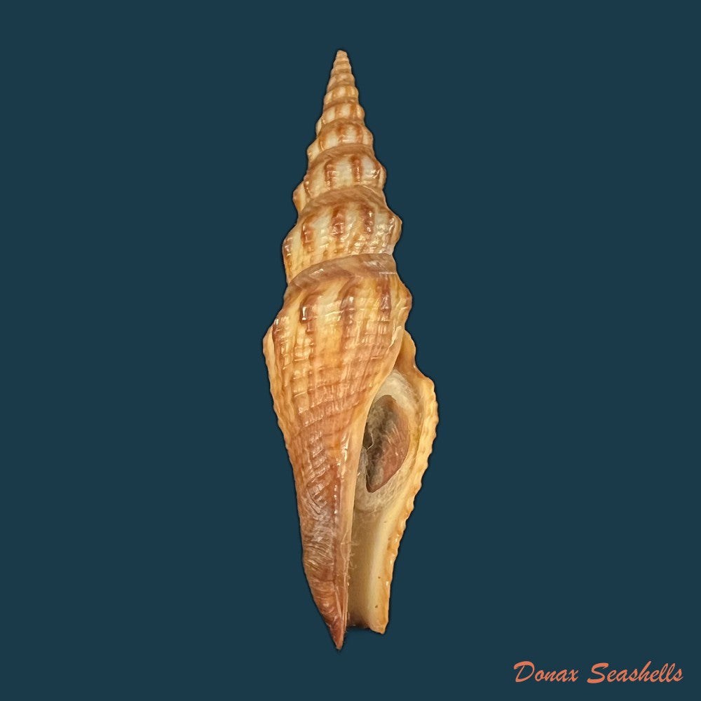 copia-de-crassispira-maura-sowerby-1834-69-9mm-1