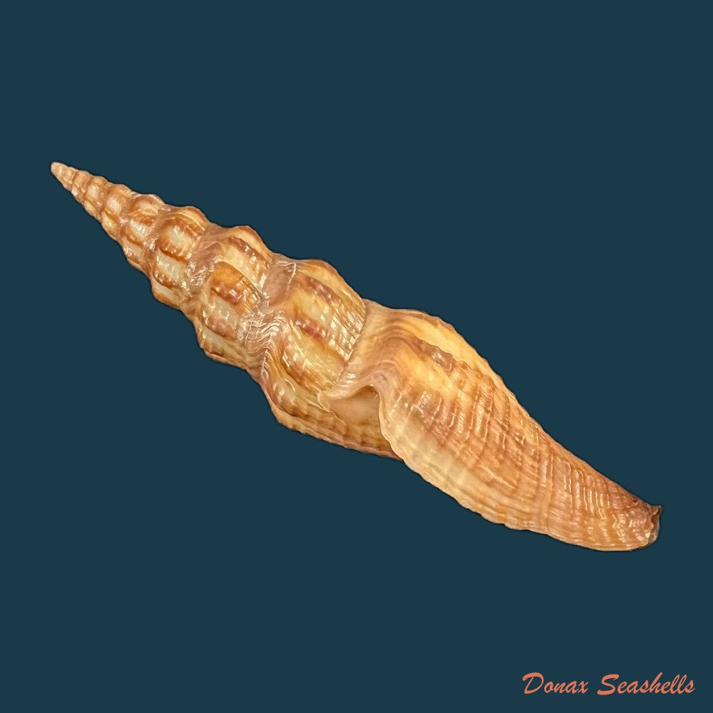 copia-de-crassispira-maura-sowerby-1834-69-9mm-1