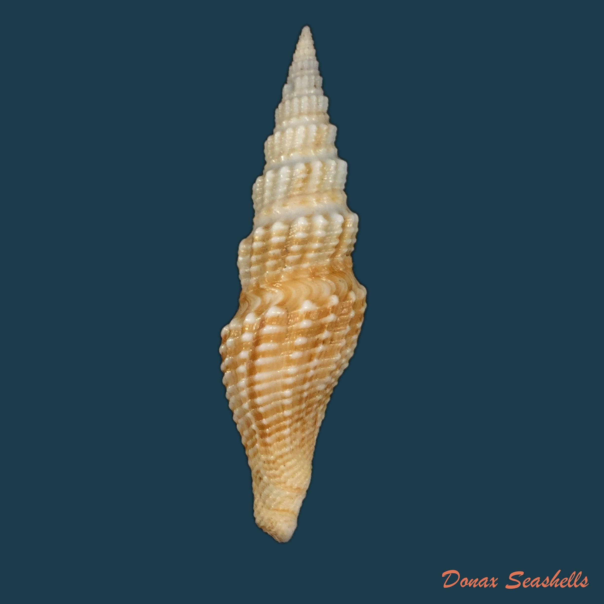 copia-de-crassispira-maura-sowerby-1834-69-9mm