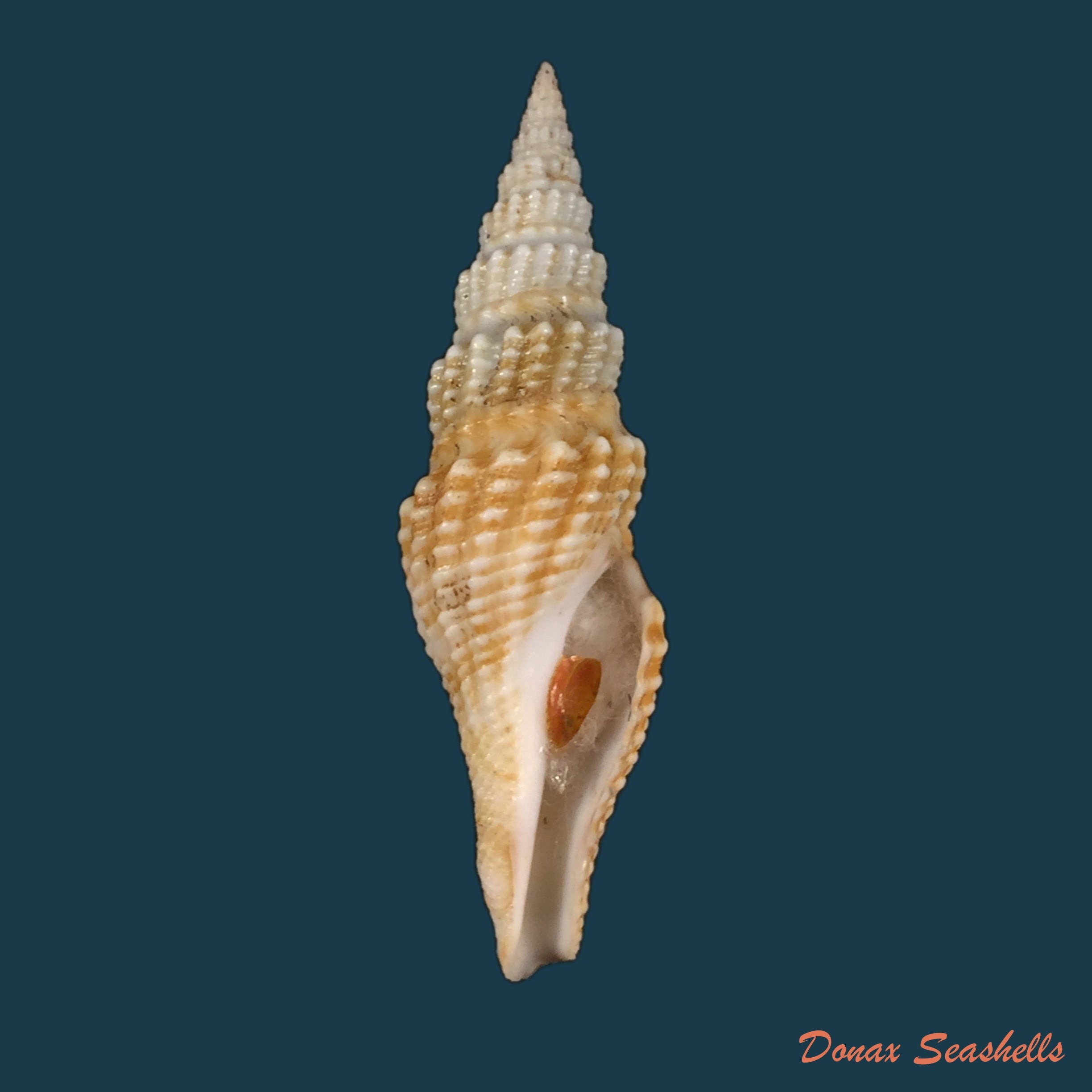 copia-de-crassispira-maura-sowerby-1834-69-9mm