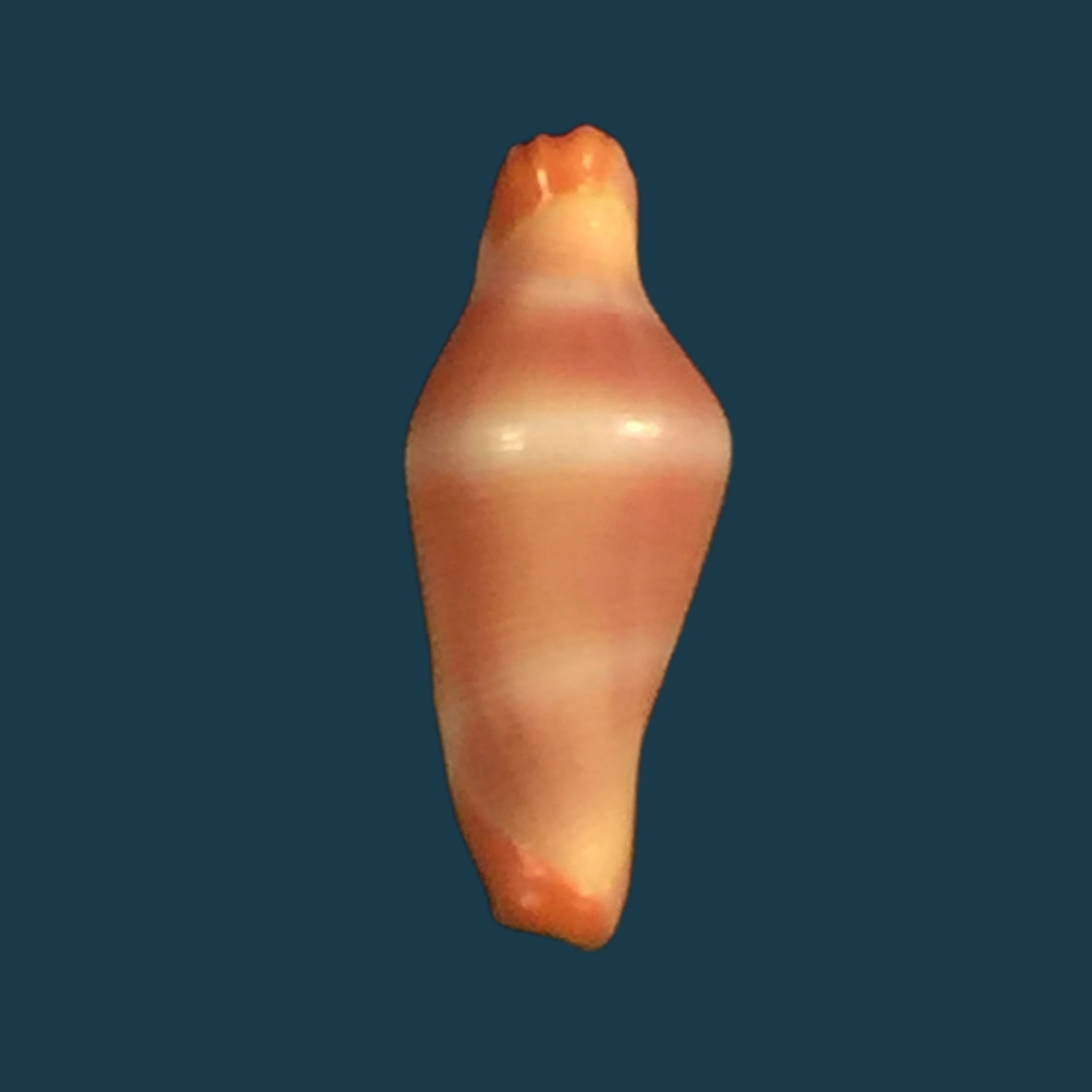 Corbula fortisulcata EA Smith, 1879 - 19mm
