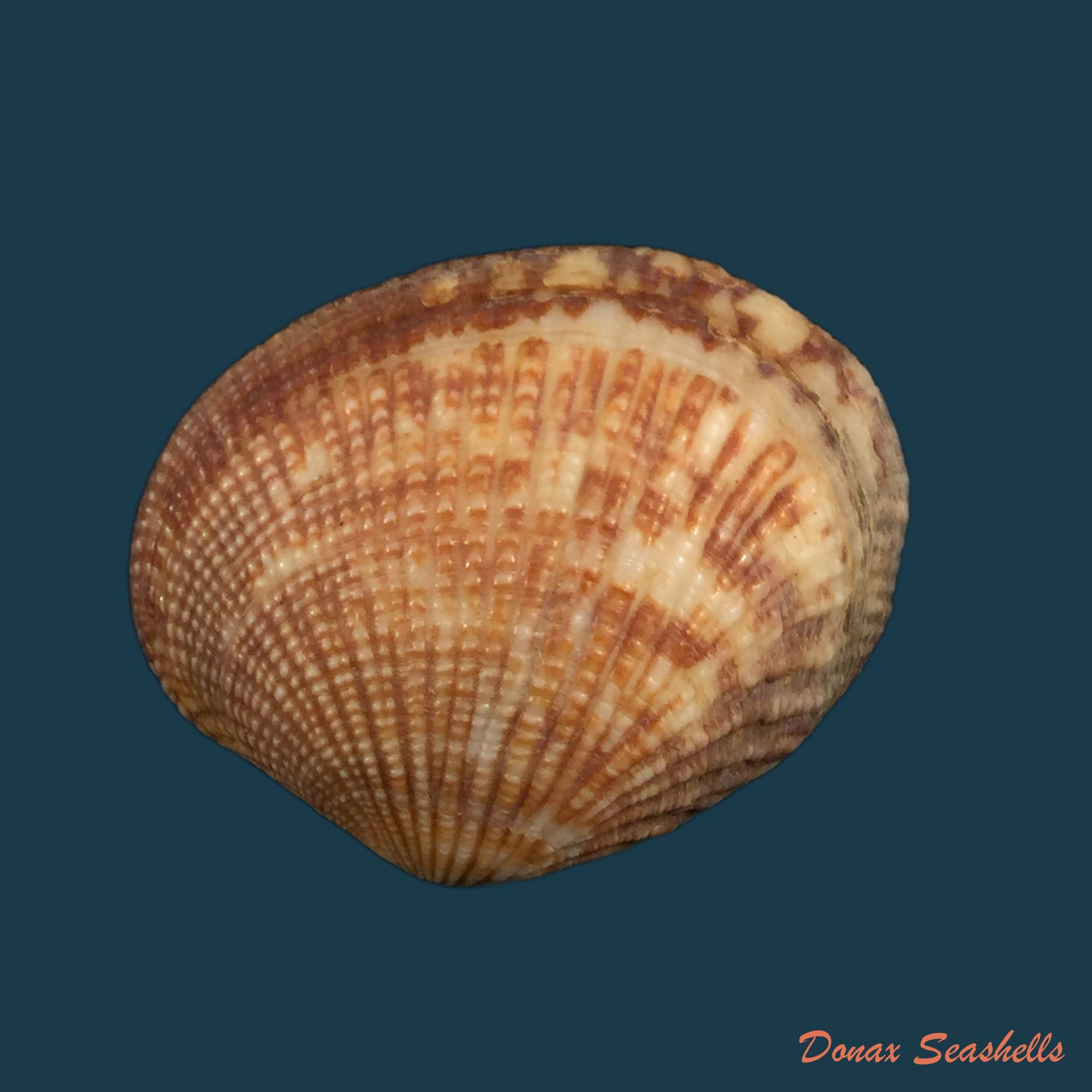 copia-de-crenavolva-striatula-g-b-sowerby-i-1829
