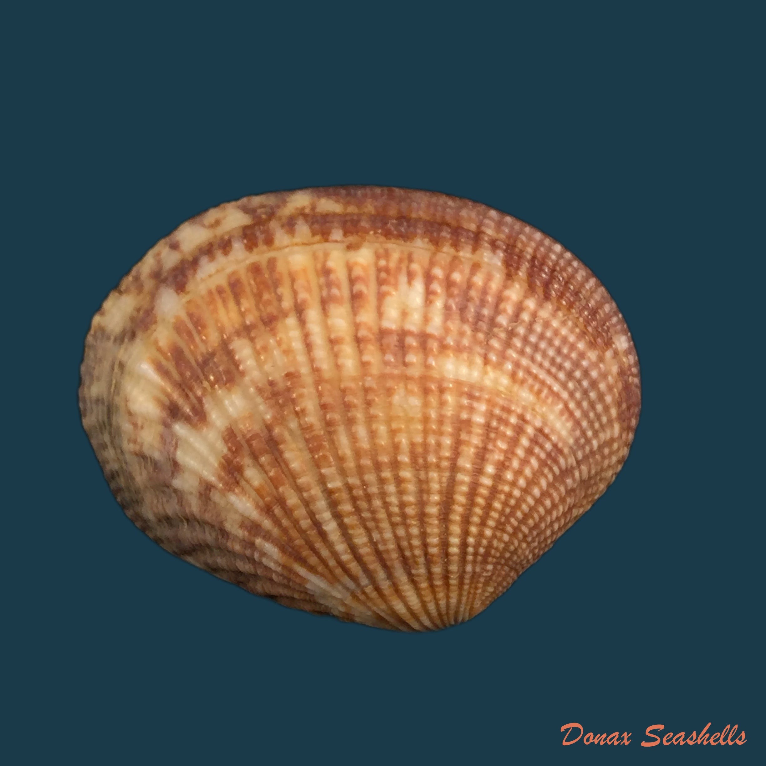 copia-de-crenavolva-striatula-g-b-sowerby-i-1829