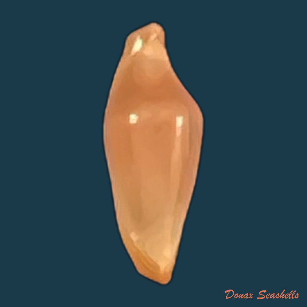 copia-de-crenavolva-traillii-a-adams-1856-10-6mm
