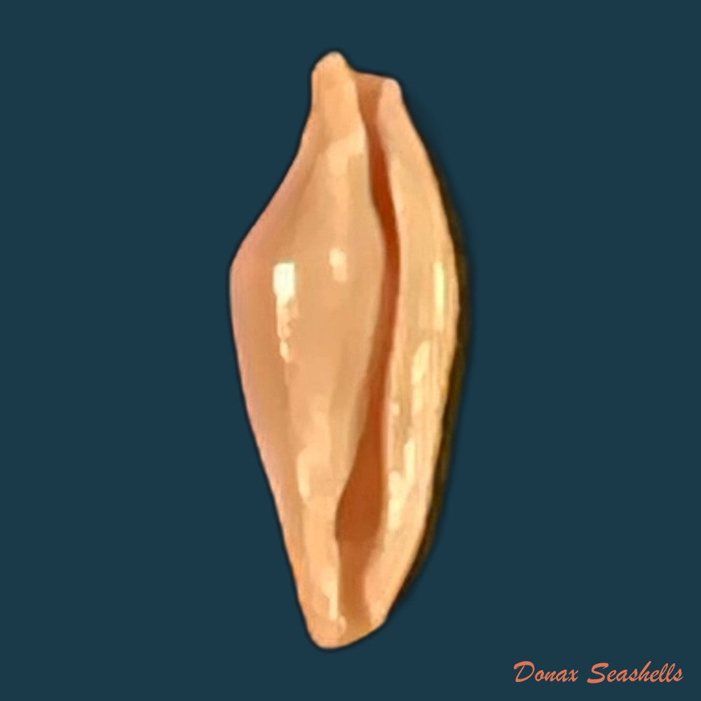 copia-de-crenavolva-traillii-a-adams-1856-10-6mm