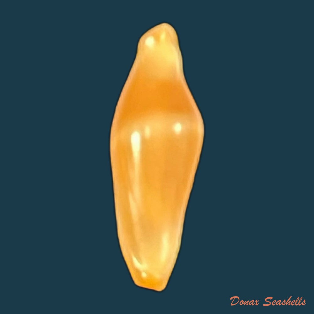 copia-de-crenavolva-traillii-a-adams-1856-10-7mm