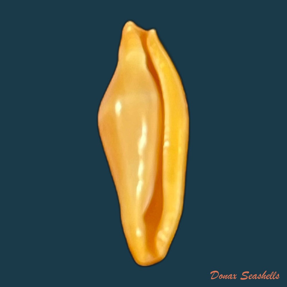 copia-de-crenavolva-traillii-a-adams-1856-10-7mm