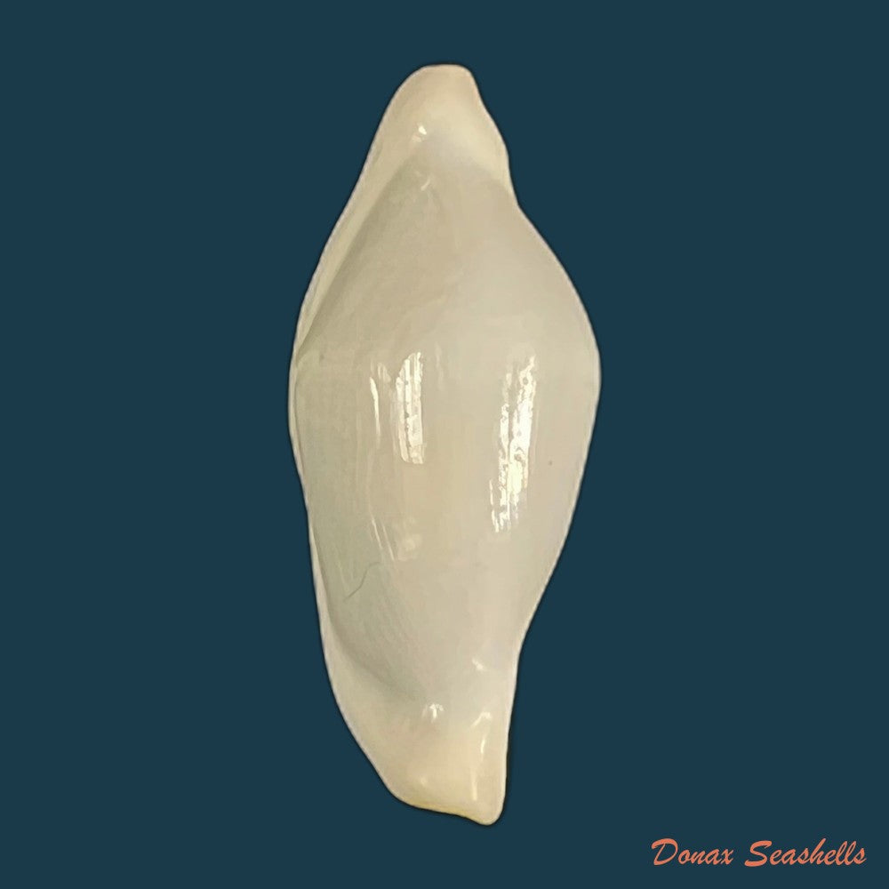 copia-de-crenavolva-traillii-a-adams-1856-10-9mm
