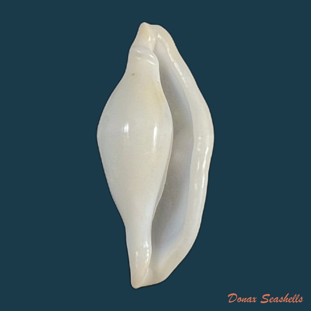 copia-de-crenavolva-traillii-a-adams-1856-10-9mm