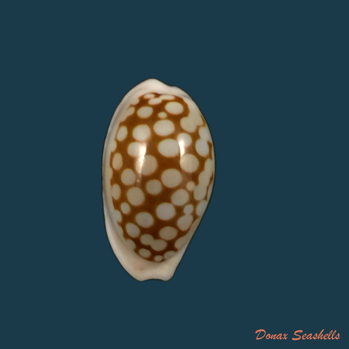 copia-de-cribrarula-cribraria-linnaeus-1758-23-9mm-1