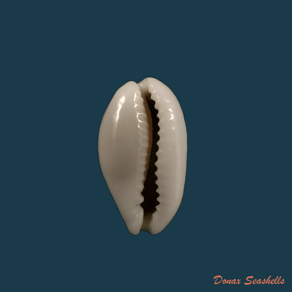 copia-de-cribrarula-cribraria-linnaeus-1758-23-9mm-1