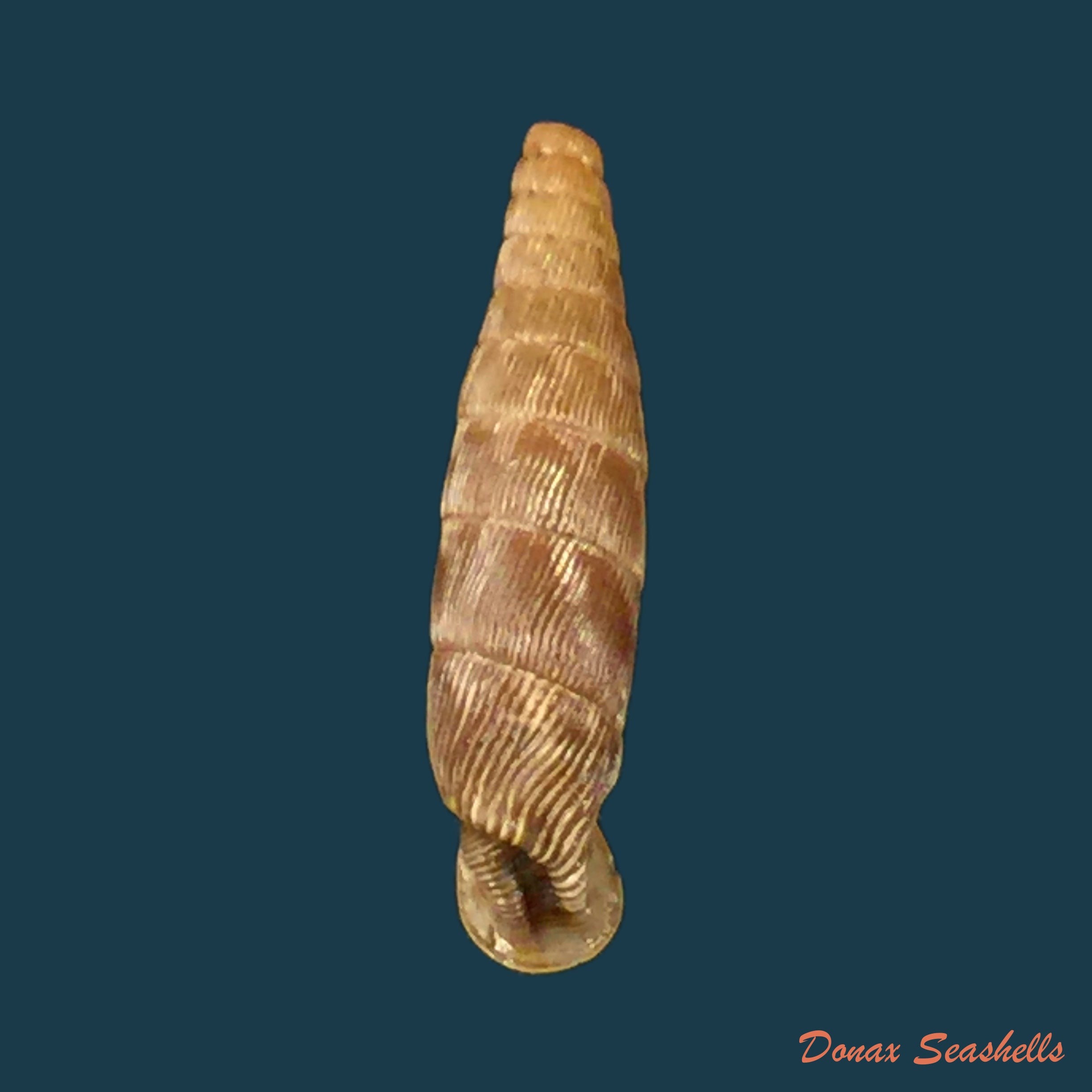 copia-de-cristataria-leprevieri-pallary-1929-21-2mm