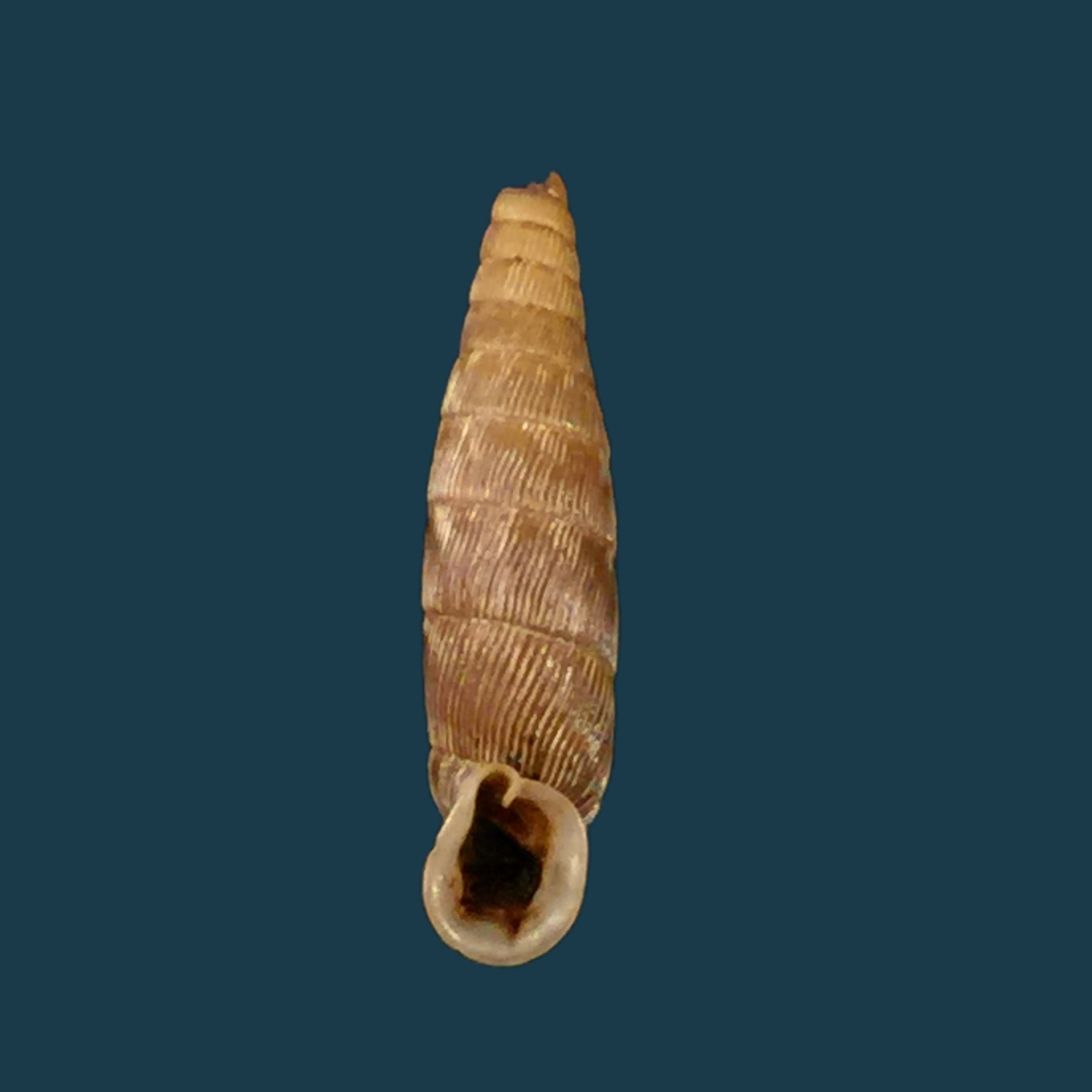Sprattia sowerbyana (Pfeiffer, 1850) - 19,8mm