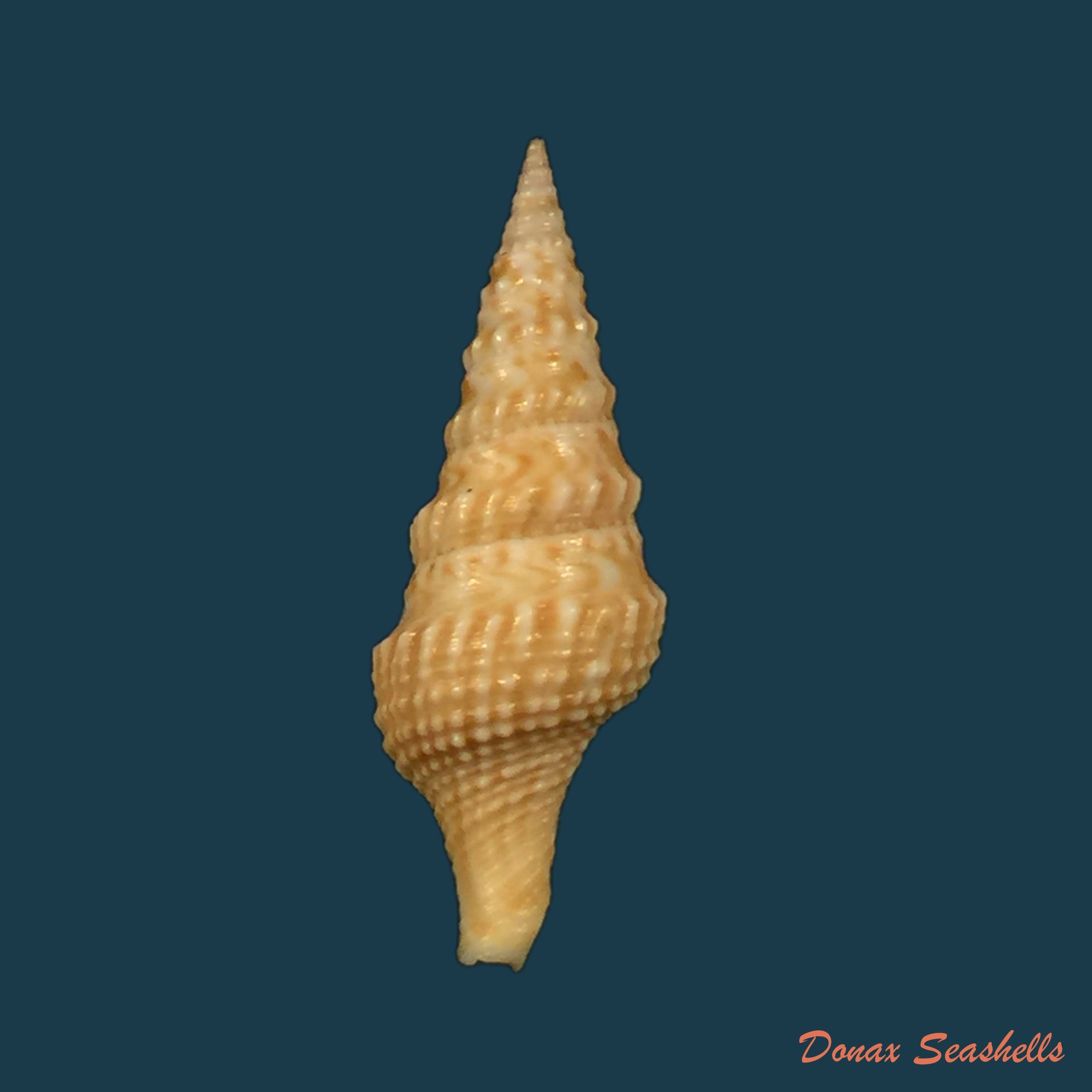 copia-de-cruziturricula-arcuata-reeve-1843-58-9mm