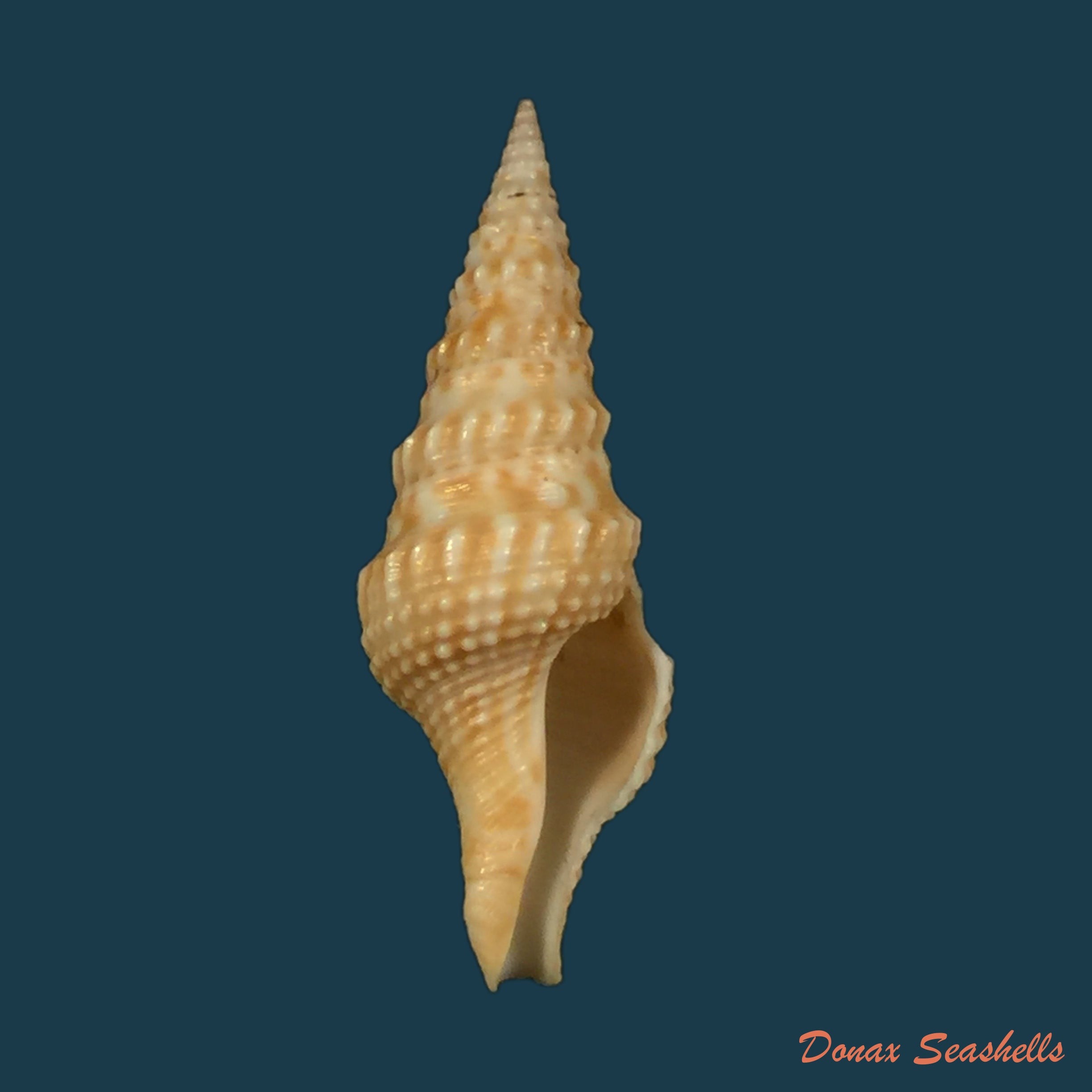 copia-de-cruziturricula-arcuata-reeve-1843-58-9mm