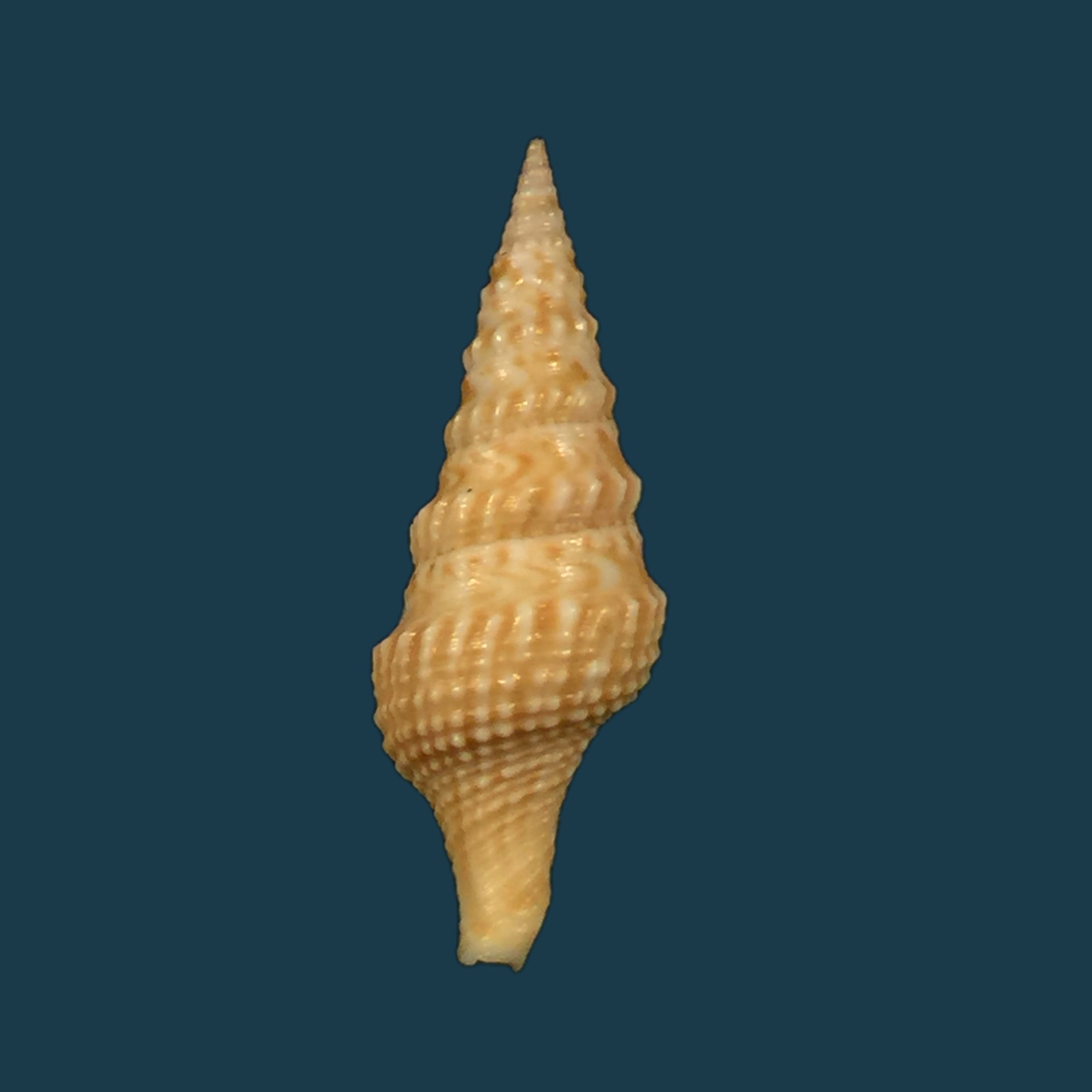 Turricula neliae spia (Hedley, 1922) - 33,2mm