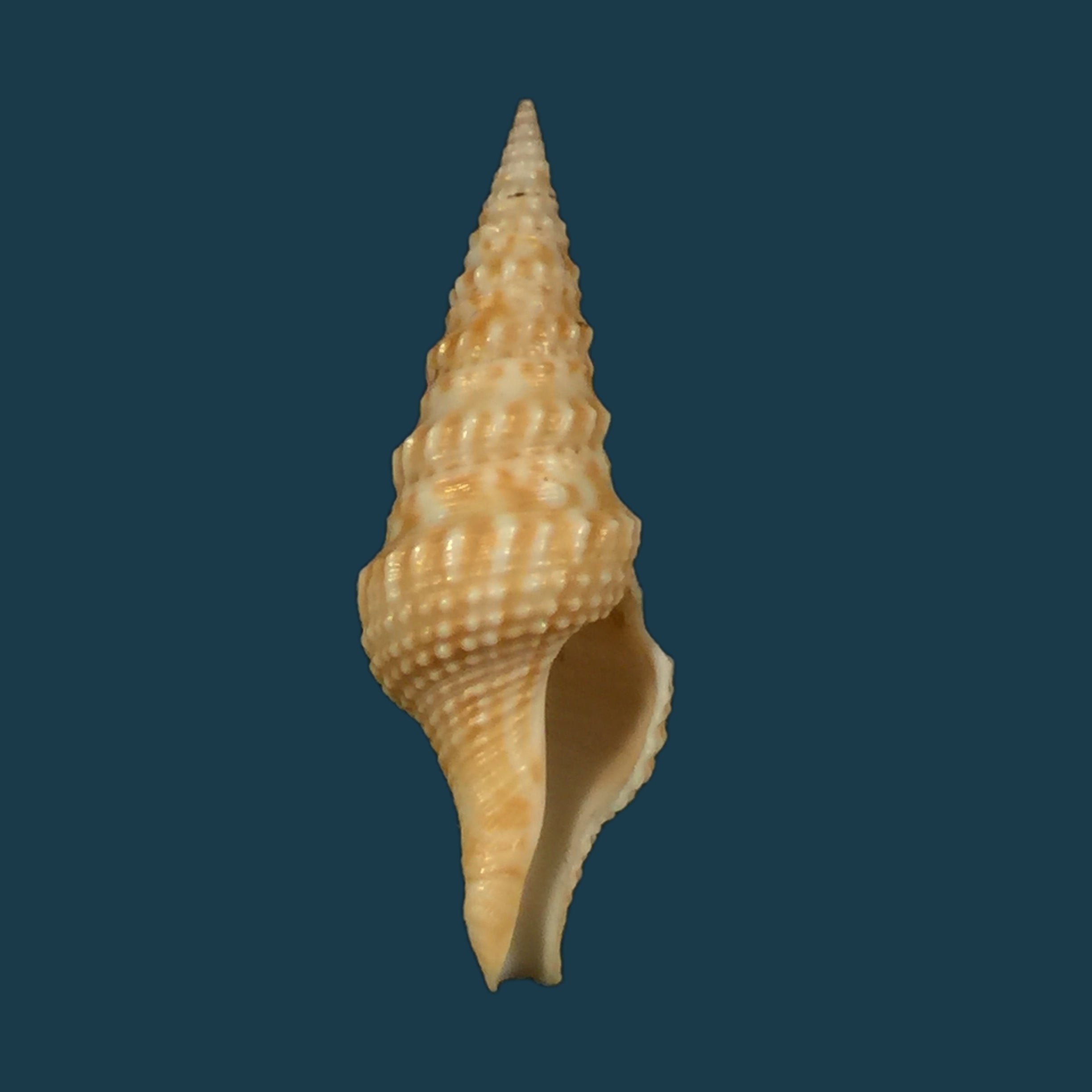Turricula neliae spia (Hedley, 1922) - 33,2mm