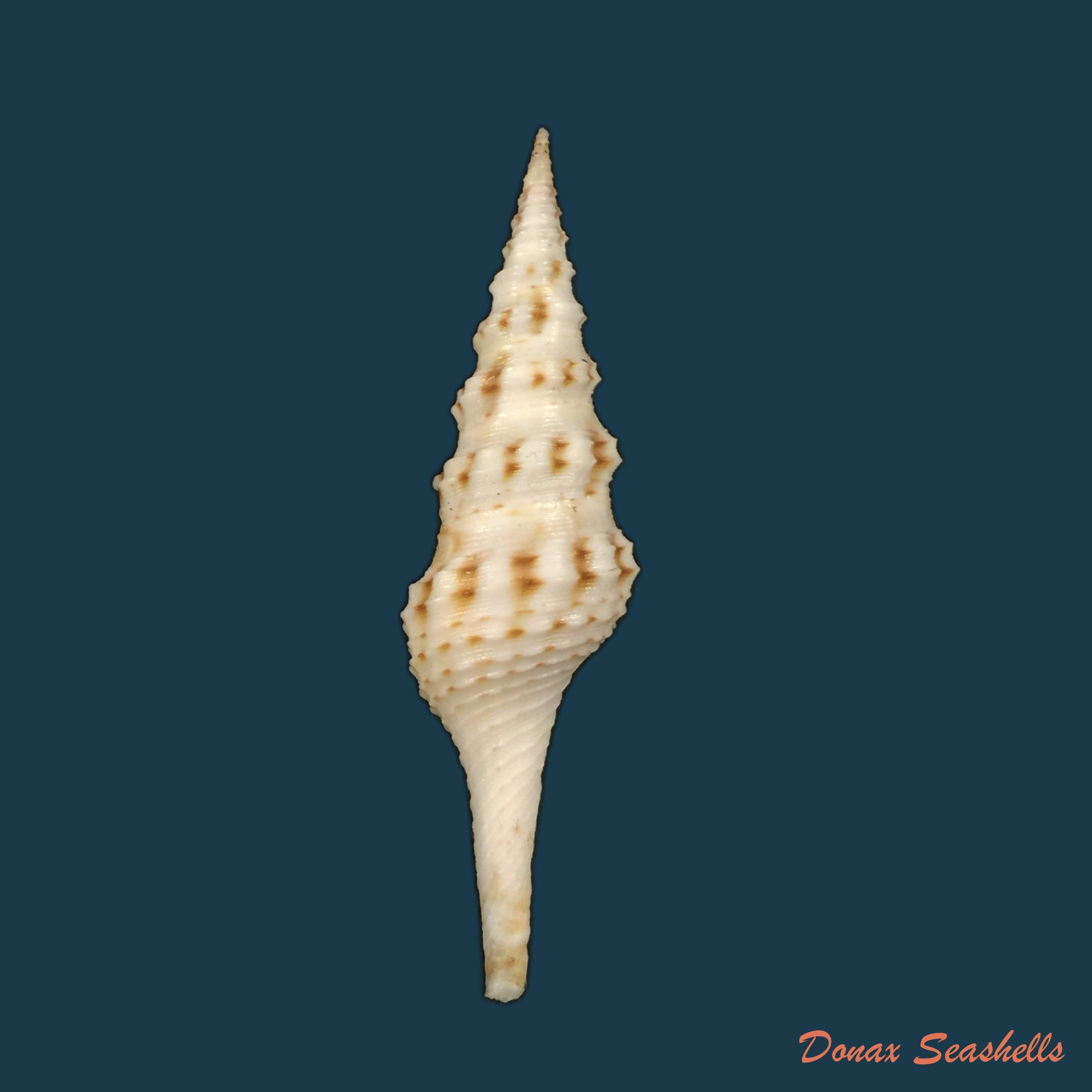 copia-de-cruziturricula-arcuata-reeve-1843-59-85mm