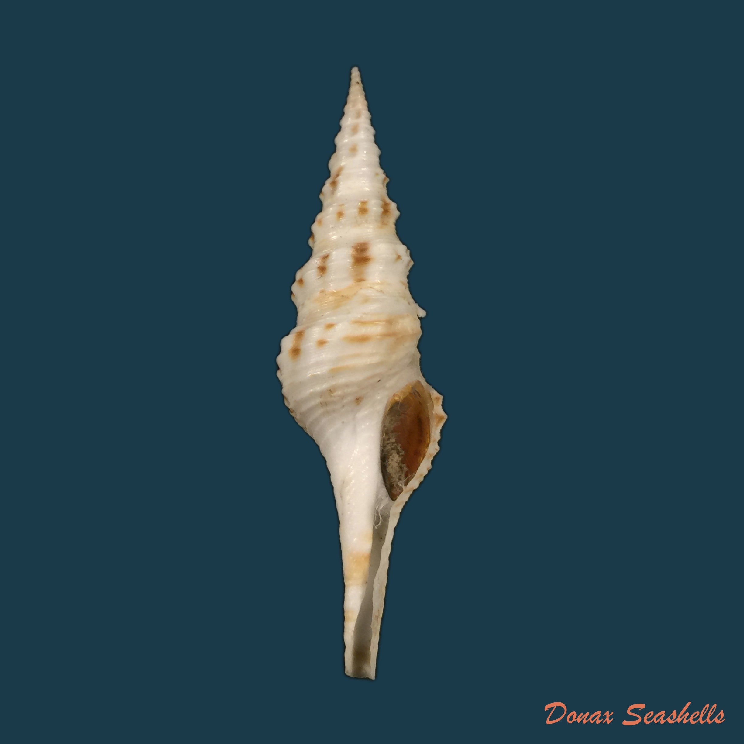 copia-de-cruziturricula-arcuata-reeve-1843-59-85mm
