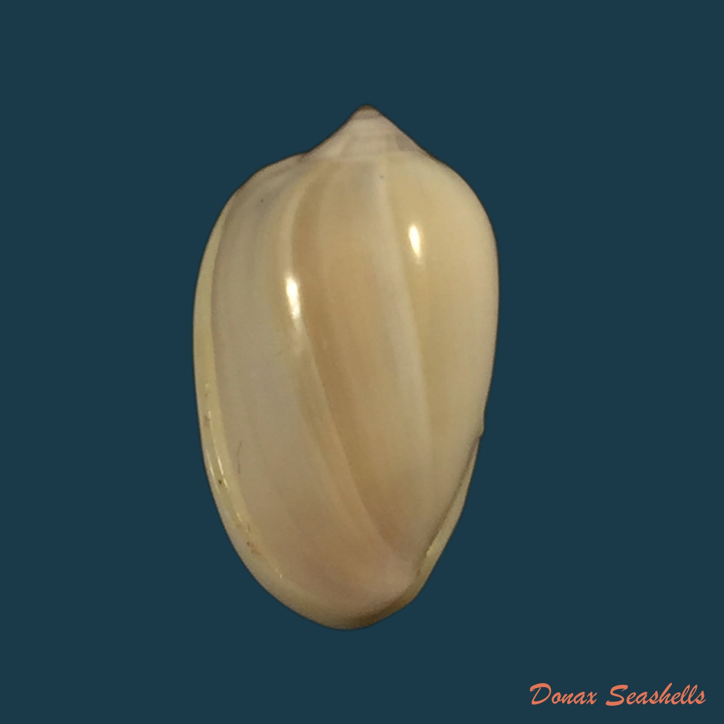 copia-de-cryptospira-elegans-gmelin-1791-38-5mm