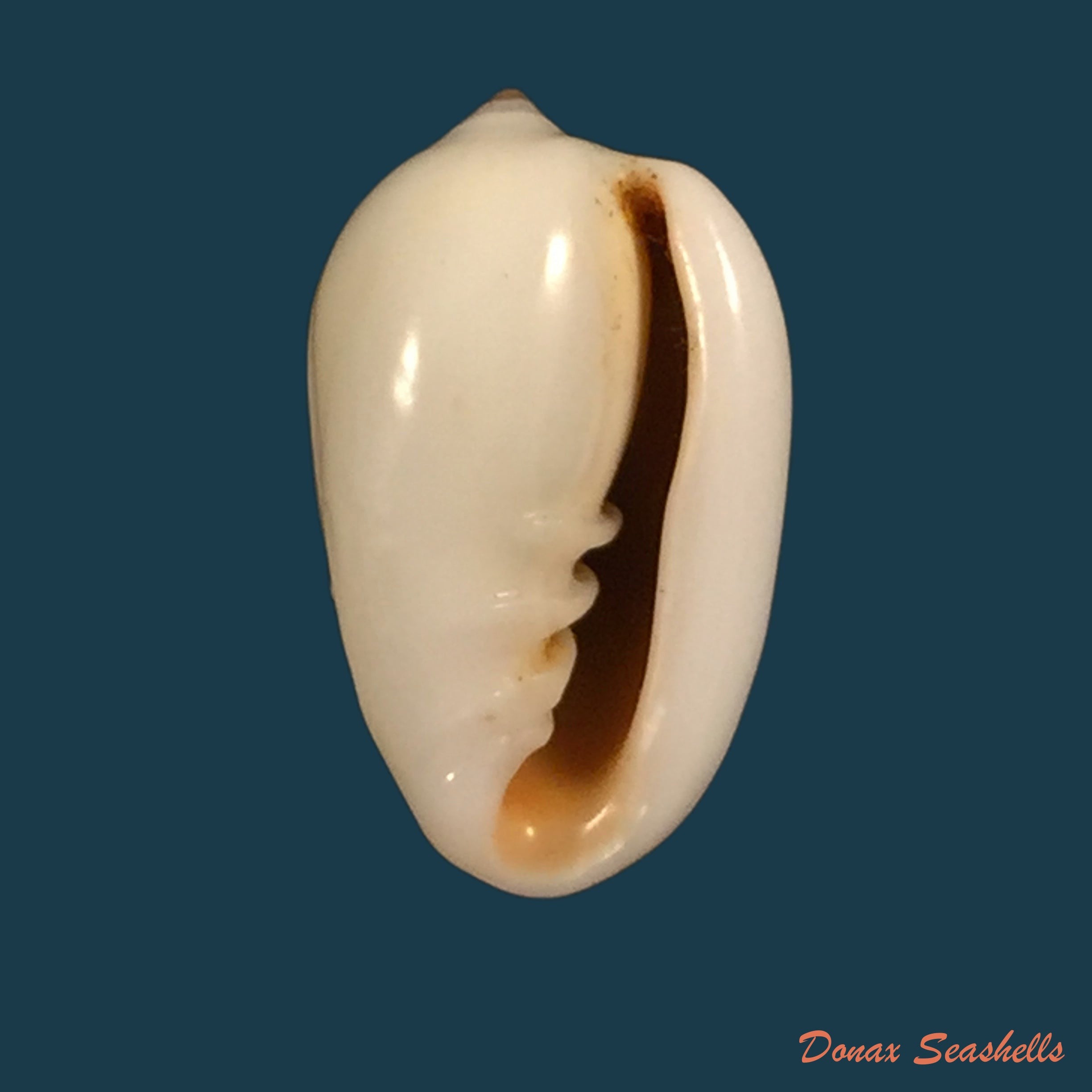 copia-de-cryptospira-elegans-gmelin-1791-38-5mm