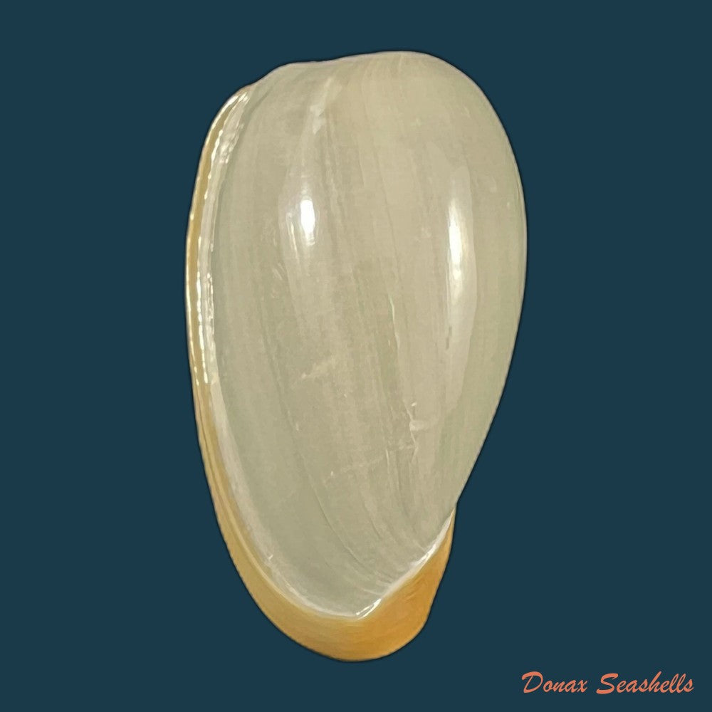 copia-de-cryptospira-elegans-gmelin-1791-40-6mm