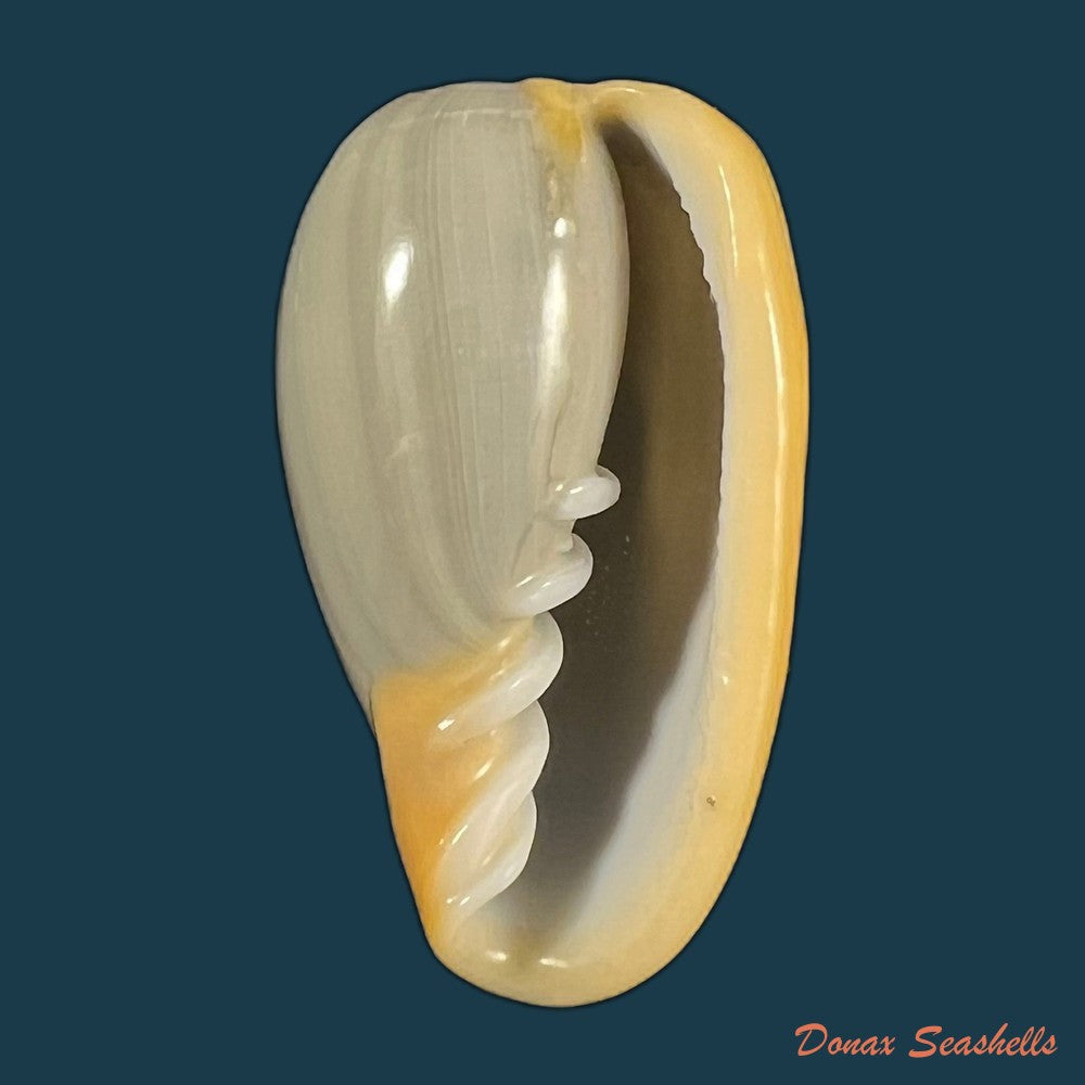 copia-de-cryptospira-elegans-gmelin-1791-40-6mm