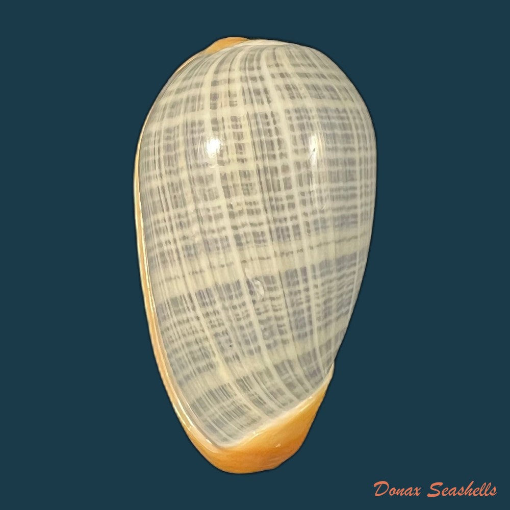 copia-de-cryptospira-strigata-dillwyn-1817-39-9mm-1